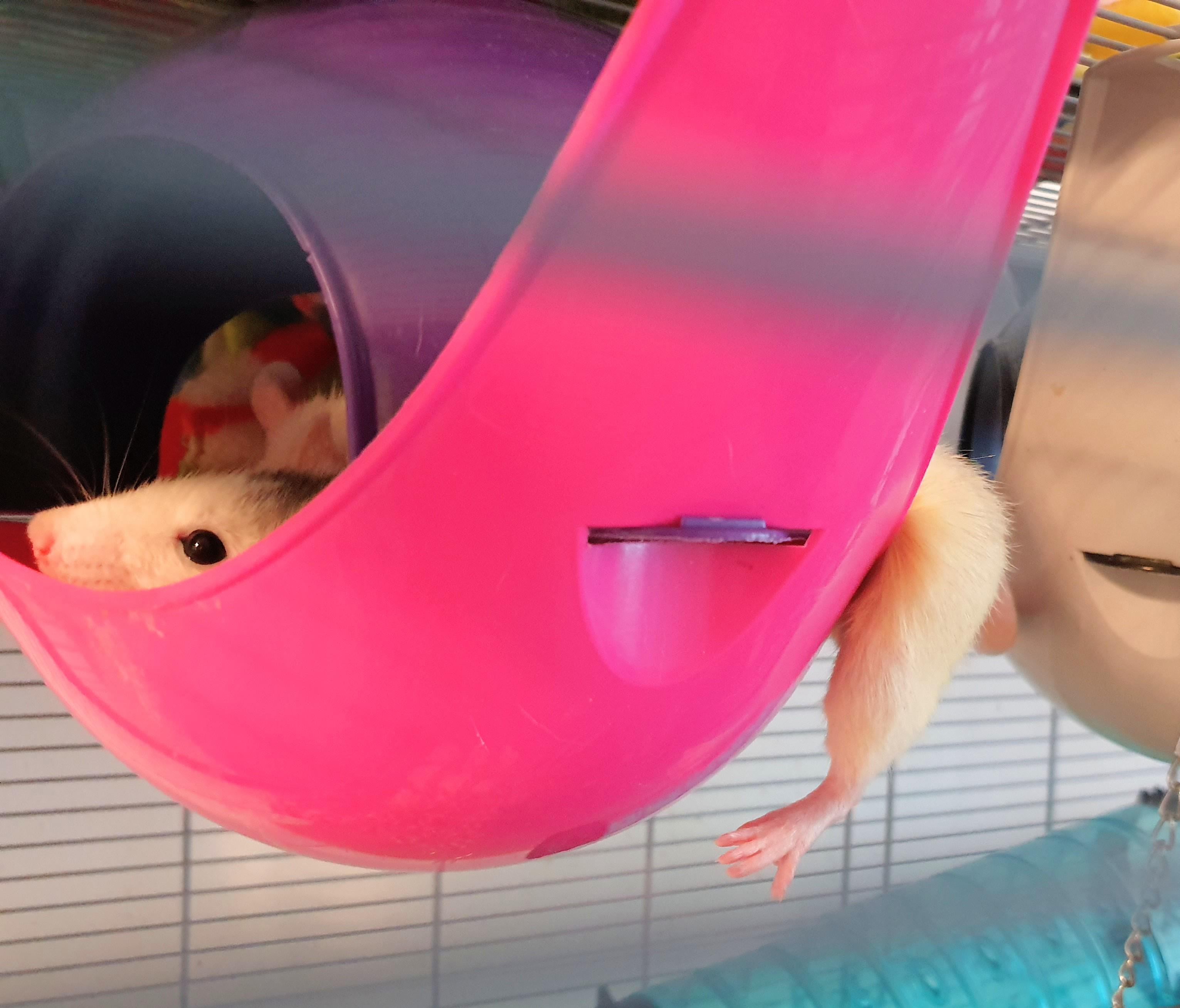 Comfortable rat positions. Yes, the leg and the head are the same silly