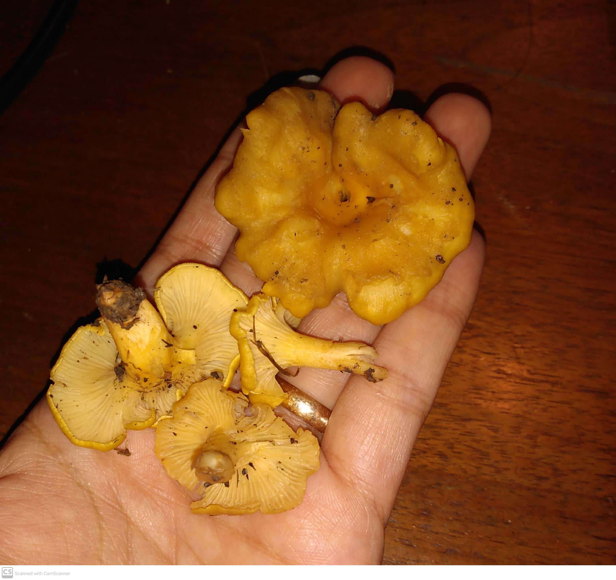 Found in Saint Louis, MO. I'm guessing chanterelles? r/ShroomID
