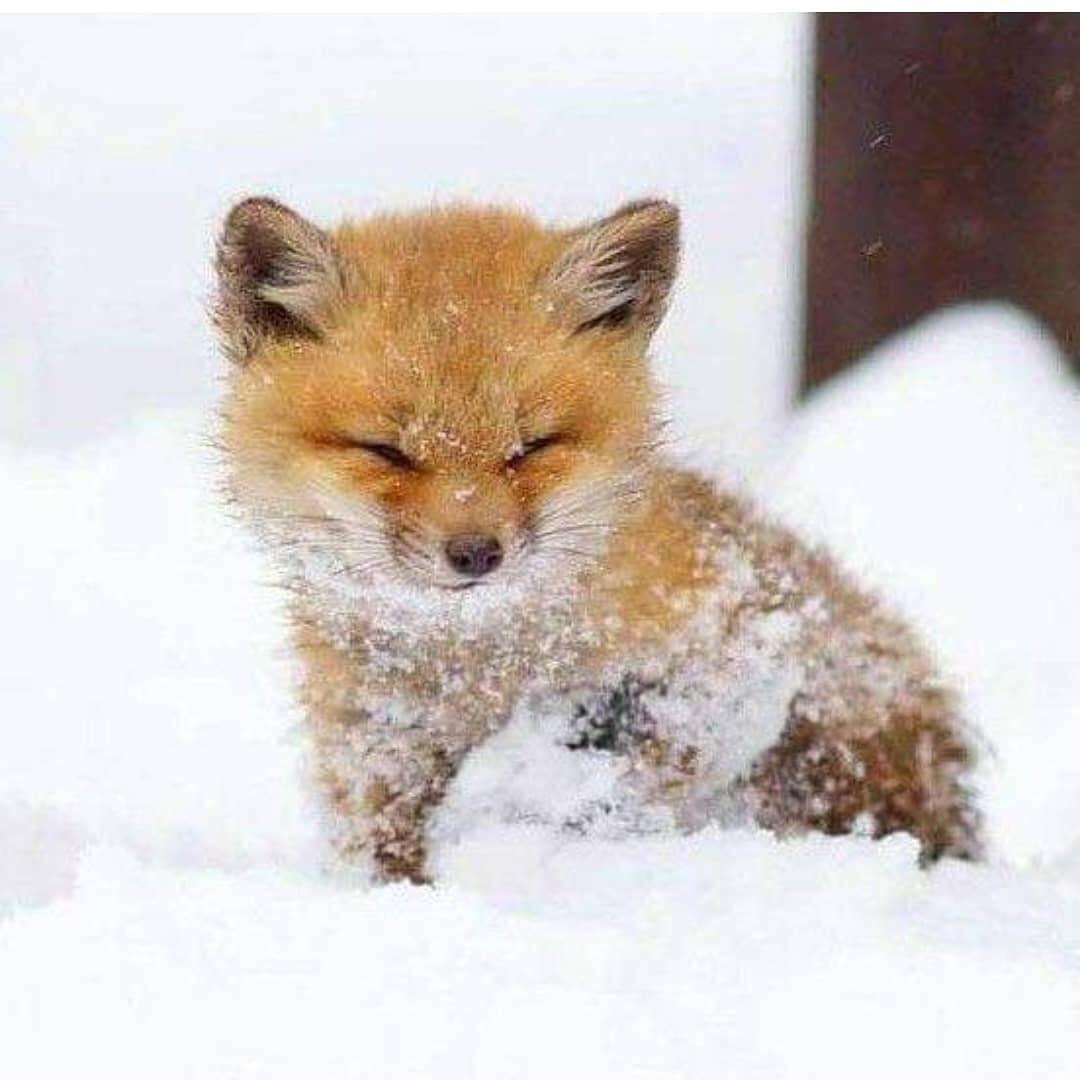 Baby fox in snow. r/Eyebleach