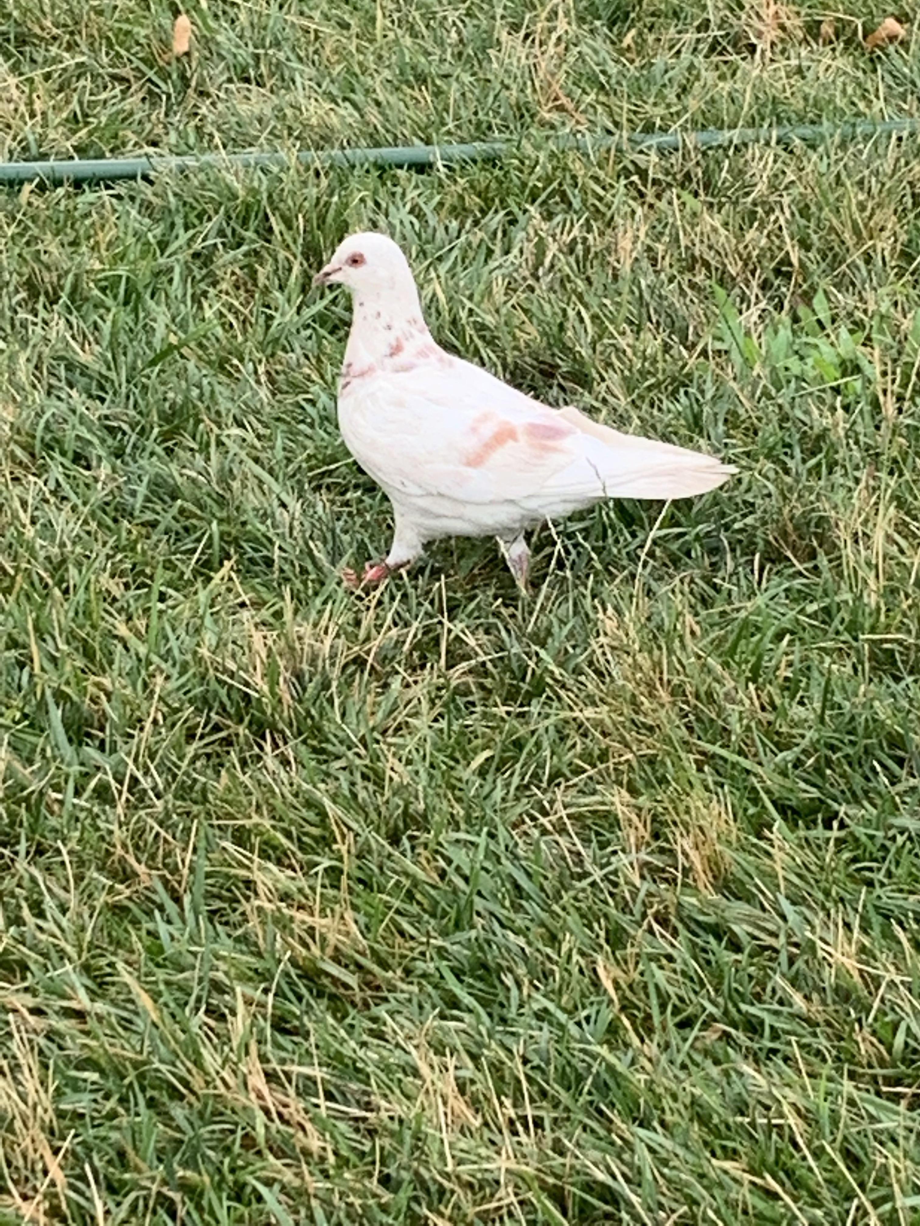 Did I see a dove or an albino pigeon in Brooklyn? TIA r/whatsthisbird