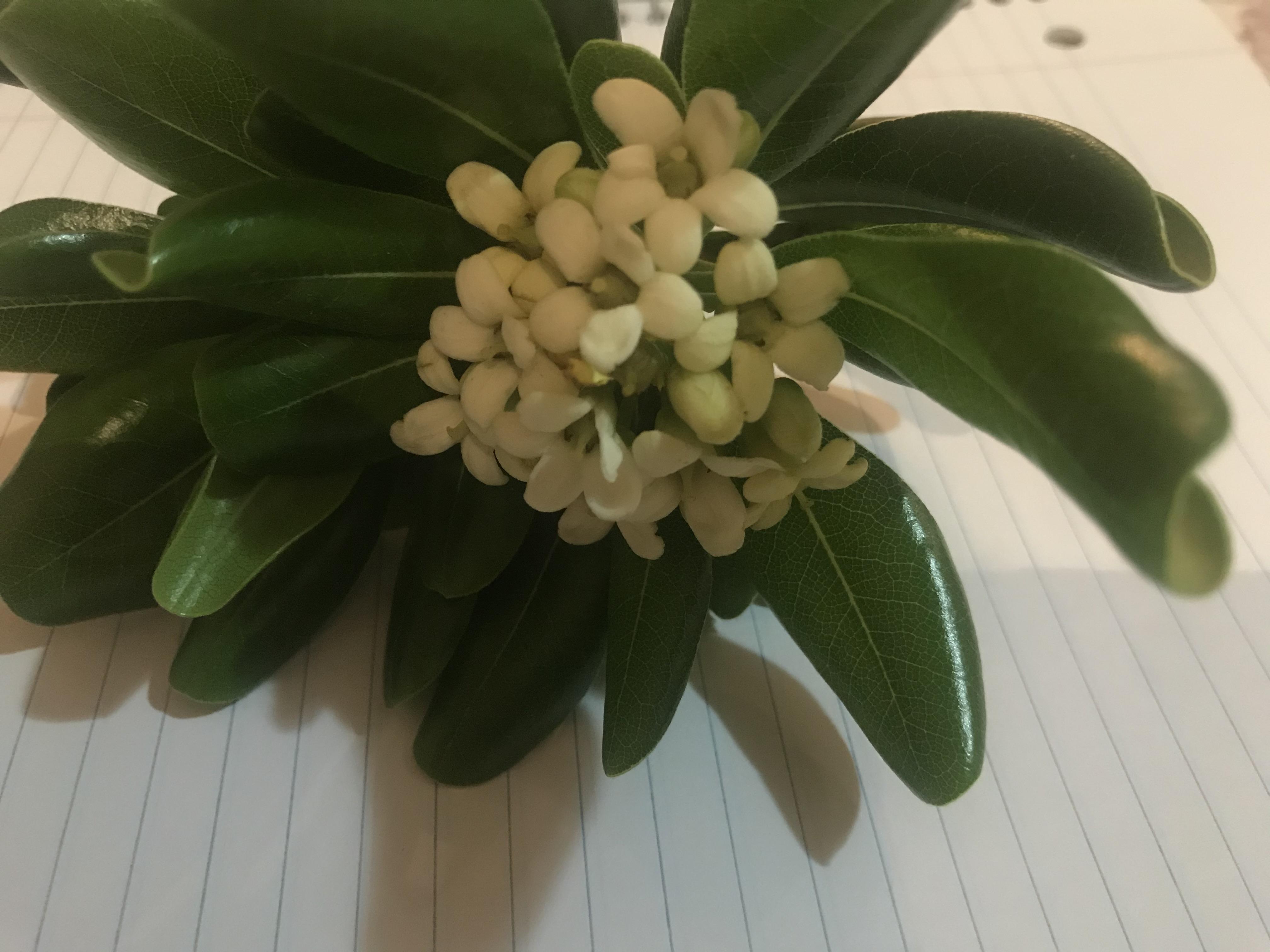 This plant smells wonderful. What is it? r/plants