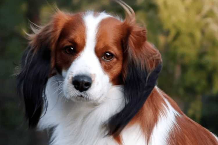 Rare Dog Breed looking awesome r/aww