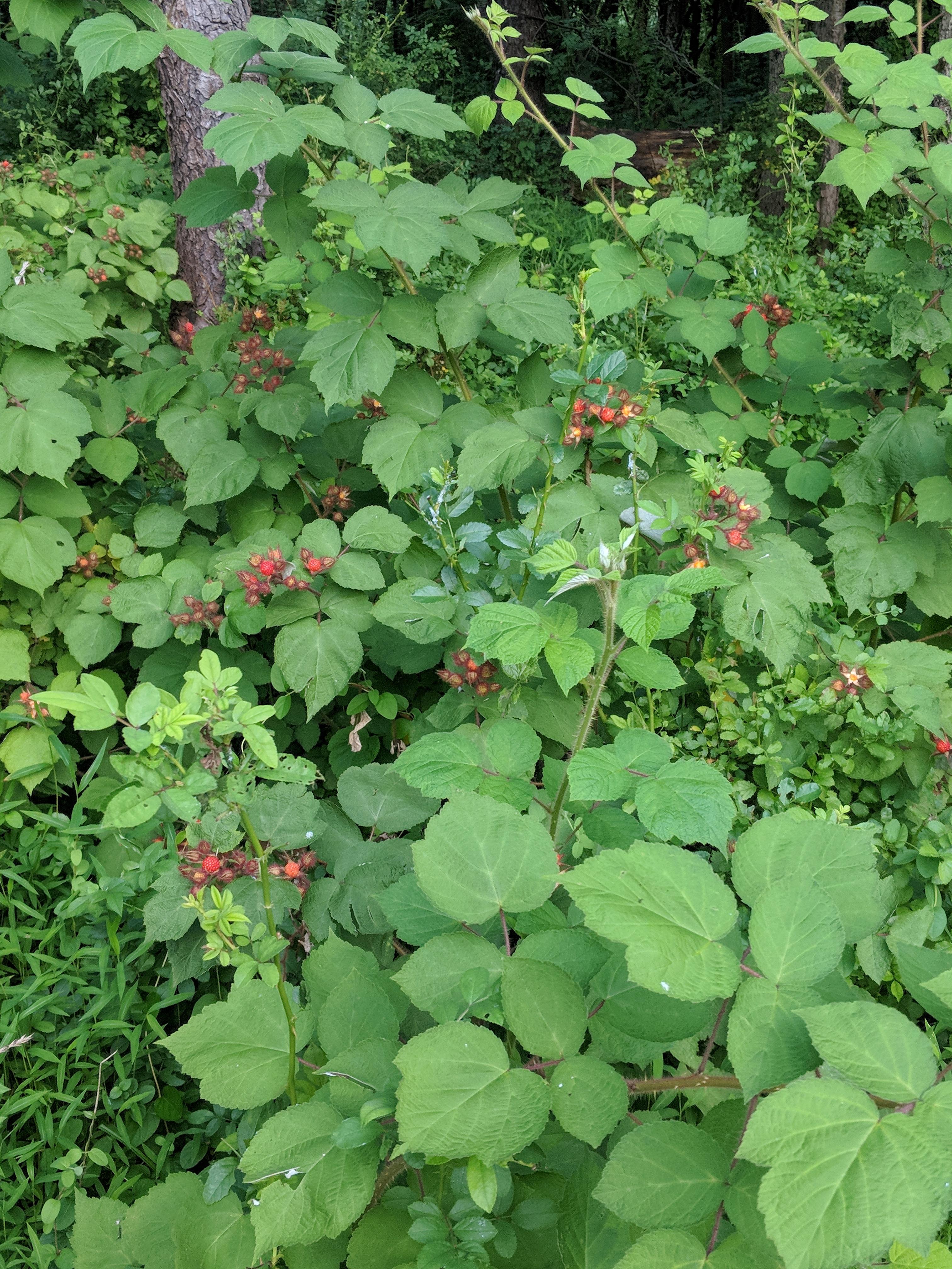 Edible raspberries (or other berry)? r/gardening