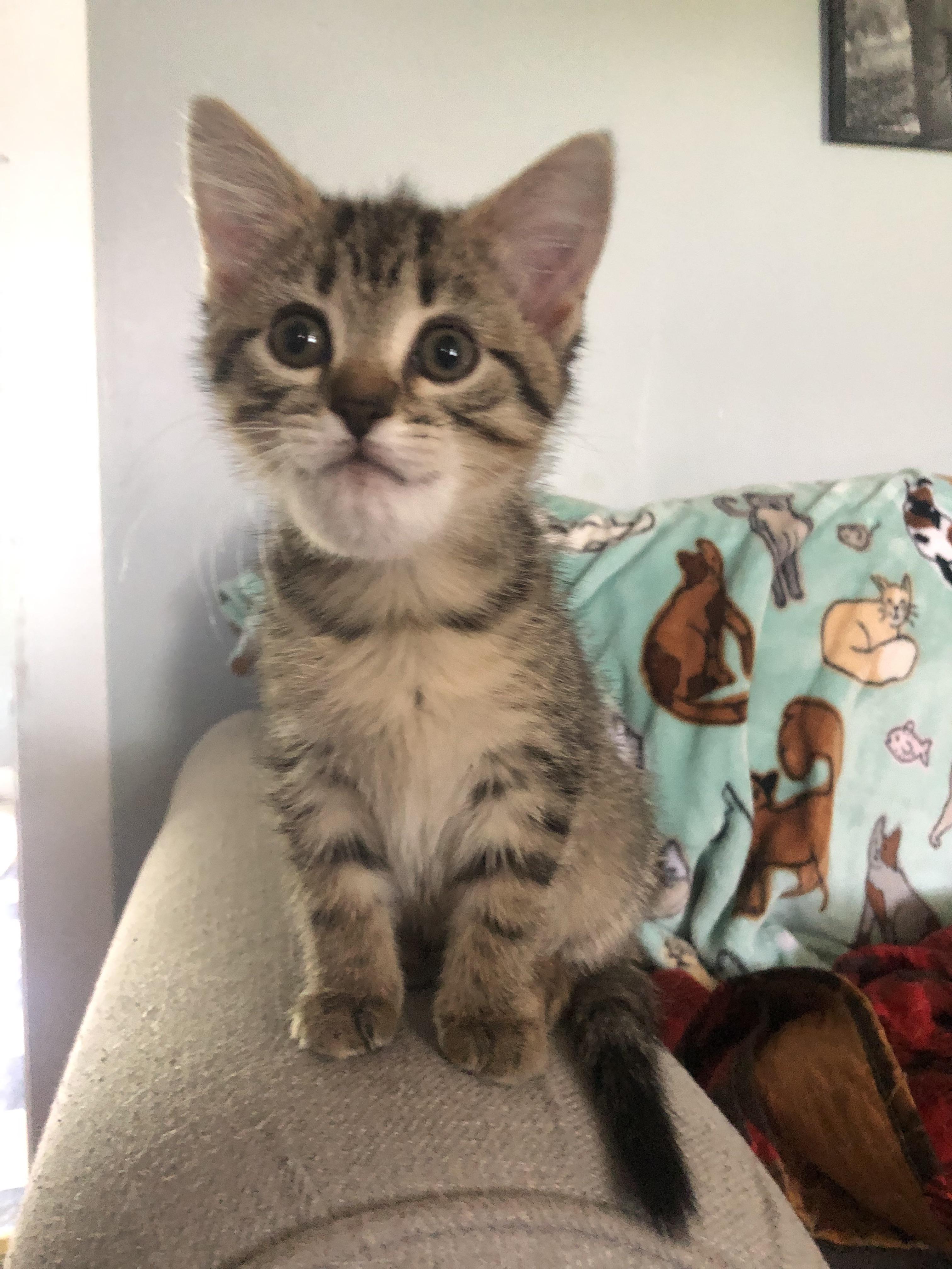 A Bumblebee got into our house and stung our kitten. Ended up turning