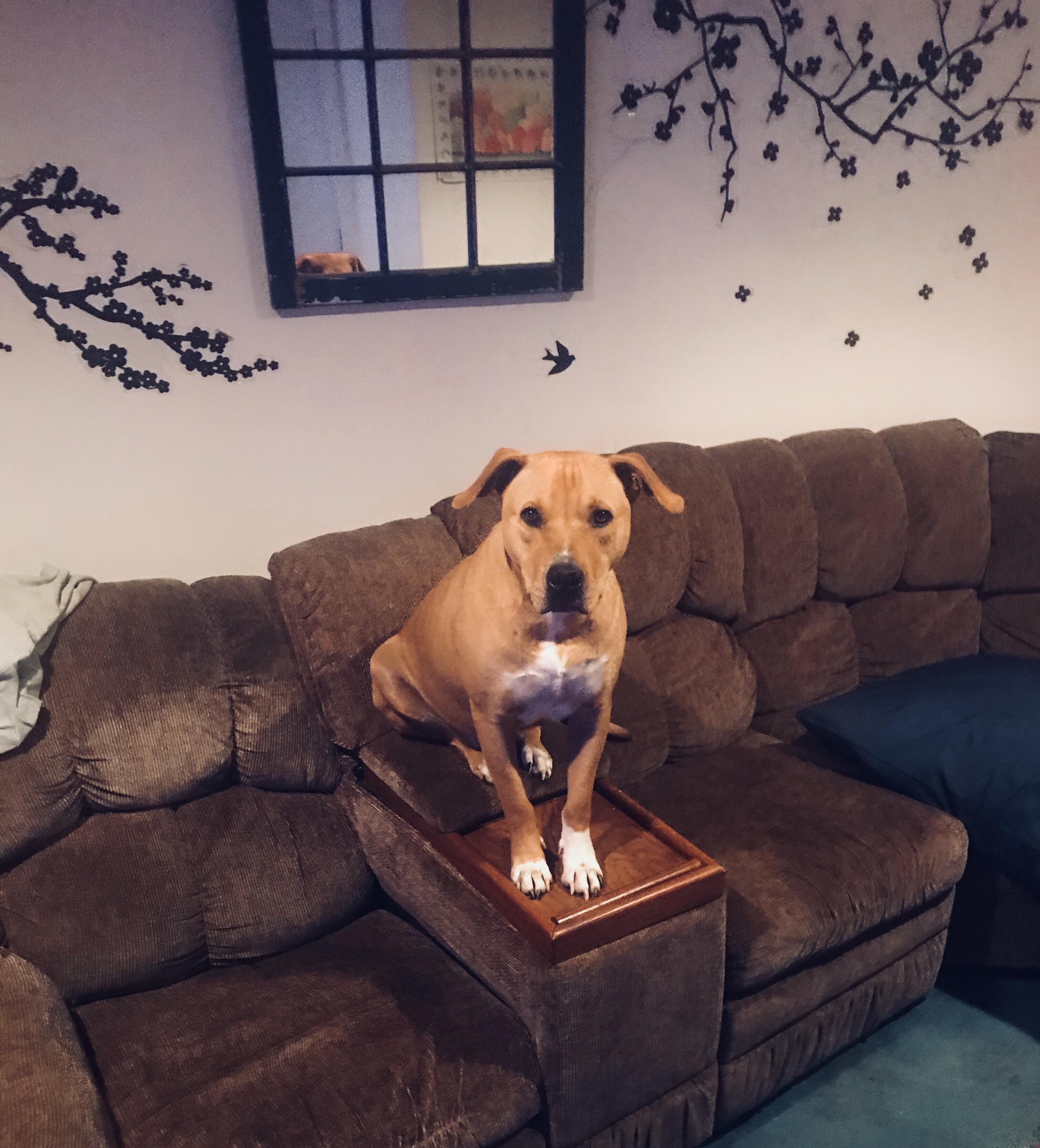 Meet Riley reddit ,out of 100 dogs up for adoption over the radio he