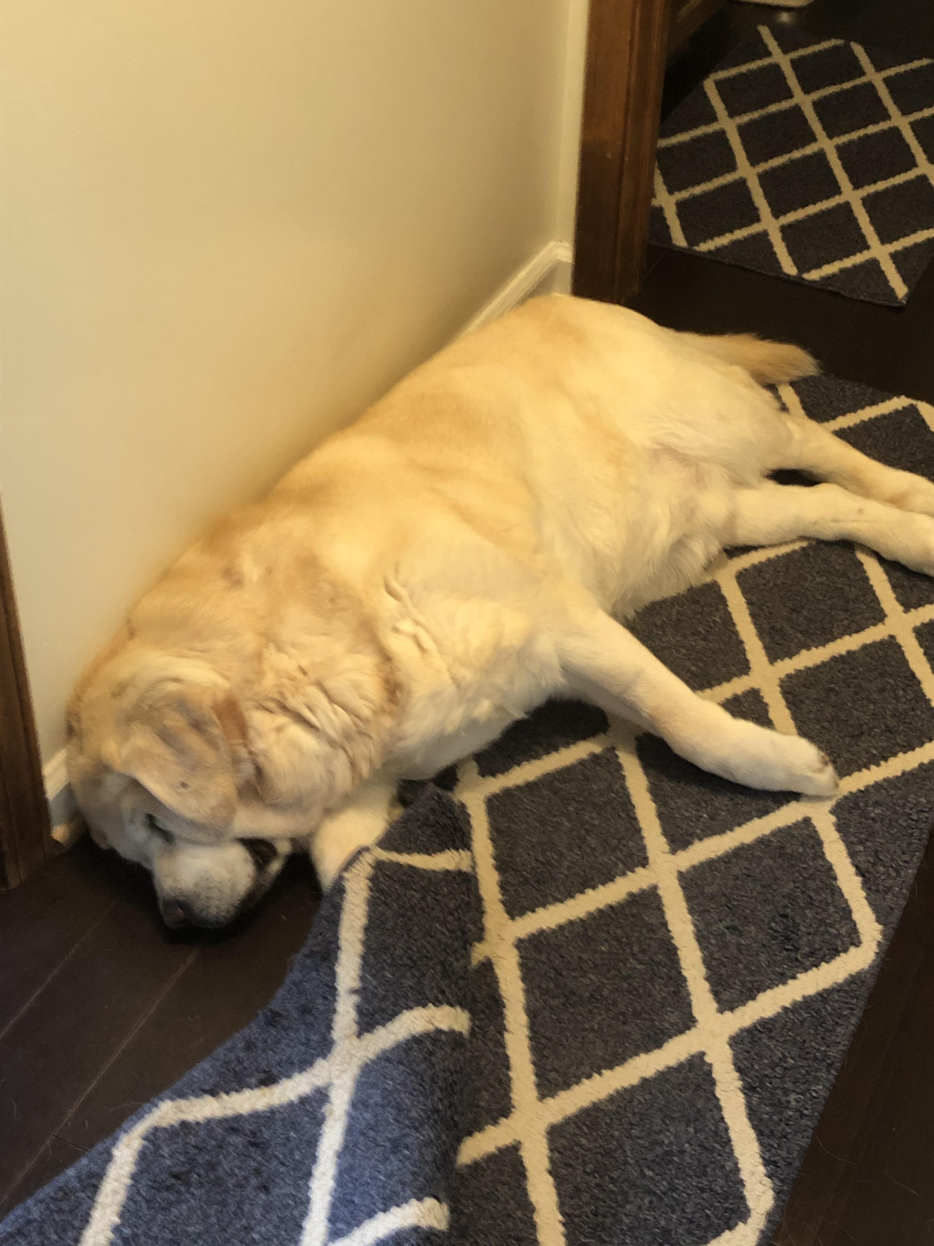 Some dogs have pillows or blankets or stuffies they like to sleep with