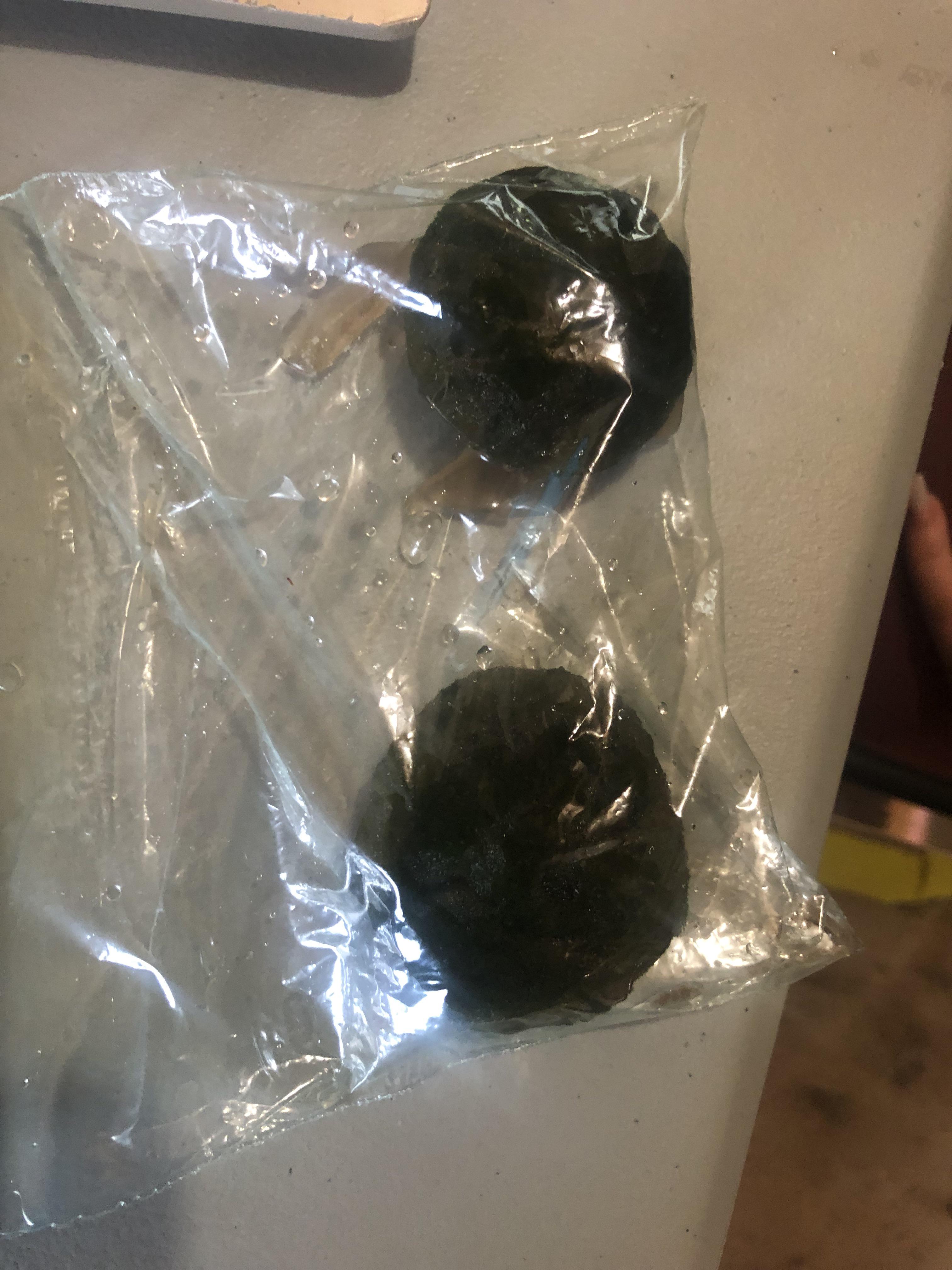 Are these Marimo balls? found on a beach in Atlantic Canada. Is this