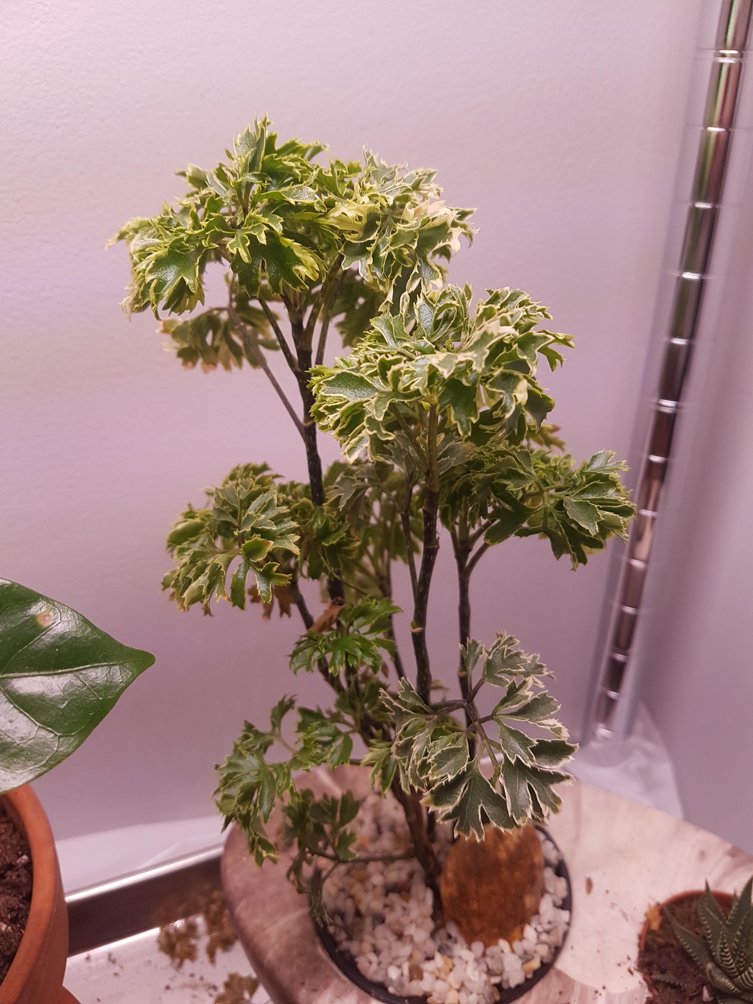 Got this at home depot/bell nursery, what is it actually called r