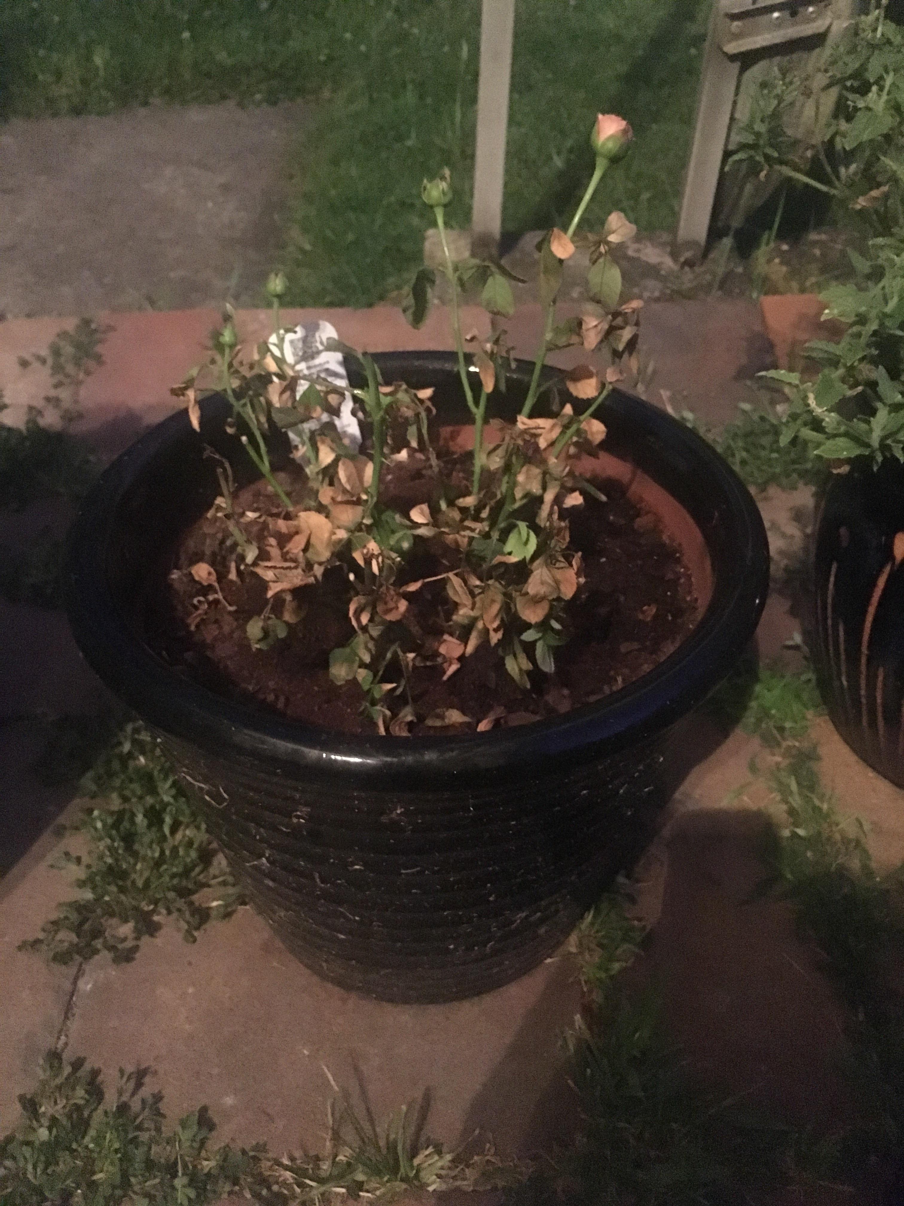 Dying potted rose after repotting, still blooming r/gardening