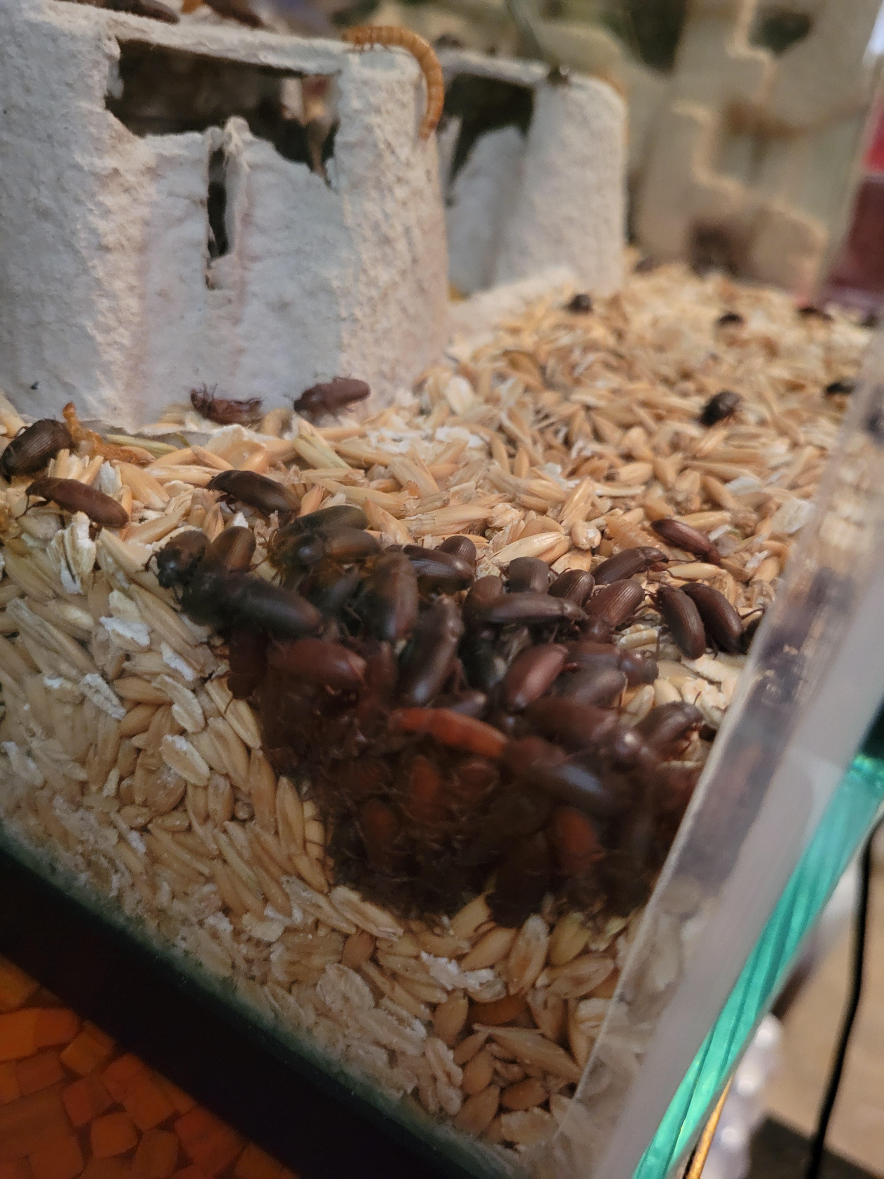 mealworm farmers. Normal? egg laying ritual? r/BackYardChickens