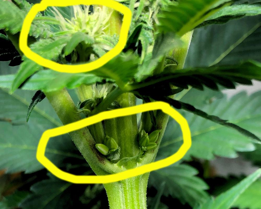 Herm Advice? Has anyone ever just removed the offending branch and