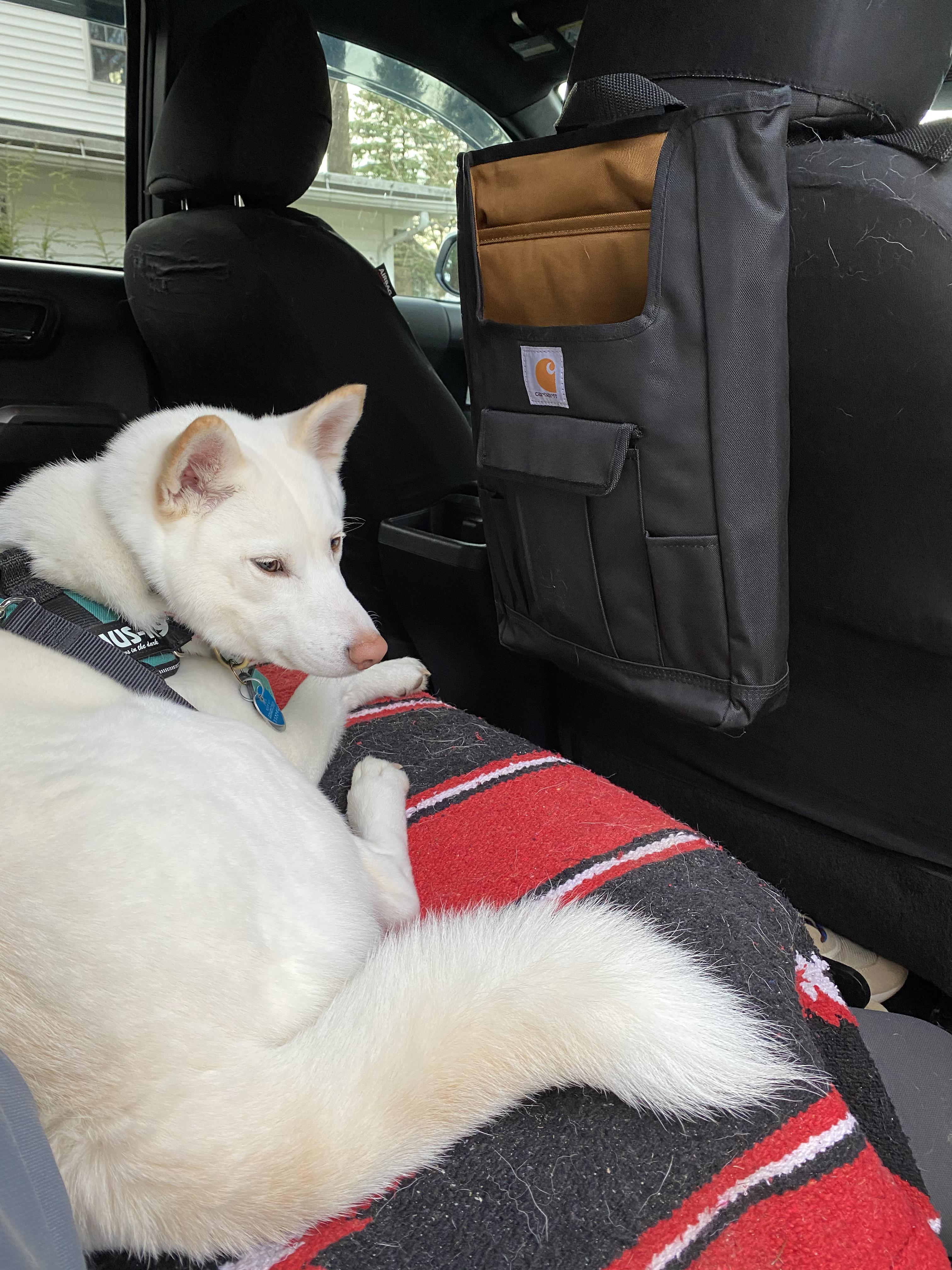 My dog isn’t as excited about this carhartt car organizer as I am. r/Carhartt