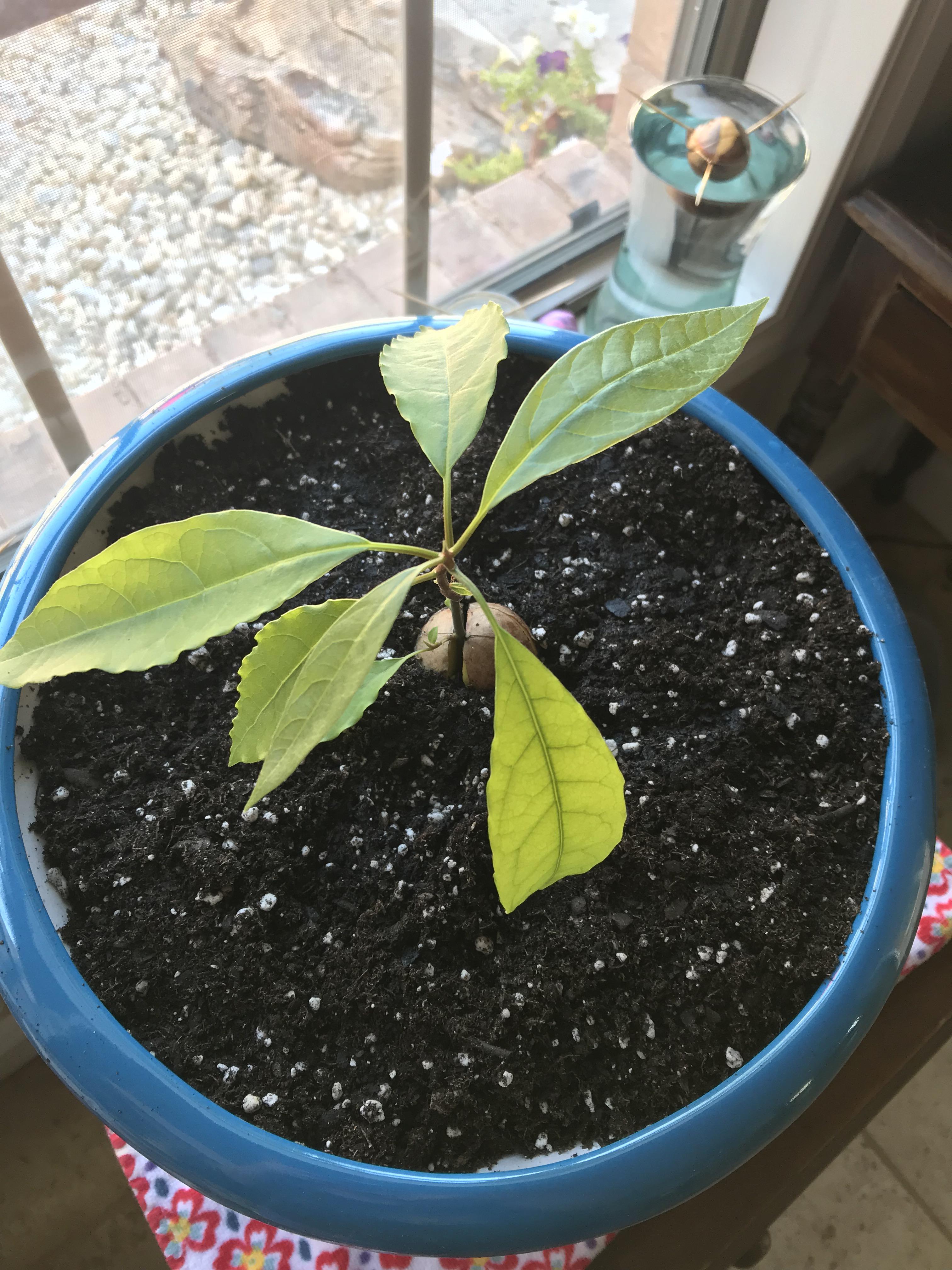 After months of patience, trimming, and worry, the day for