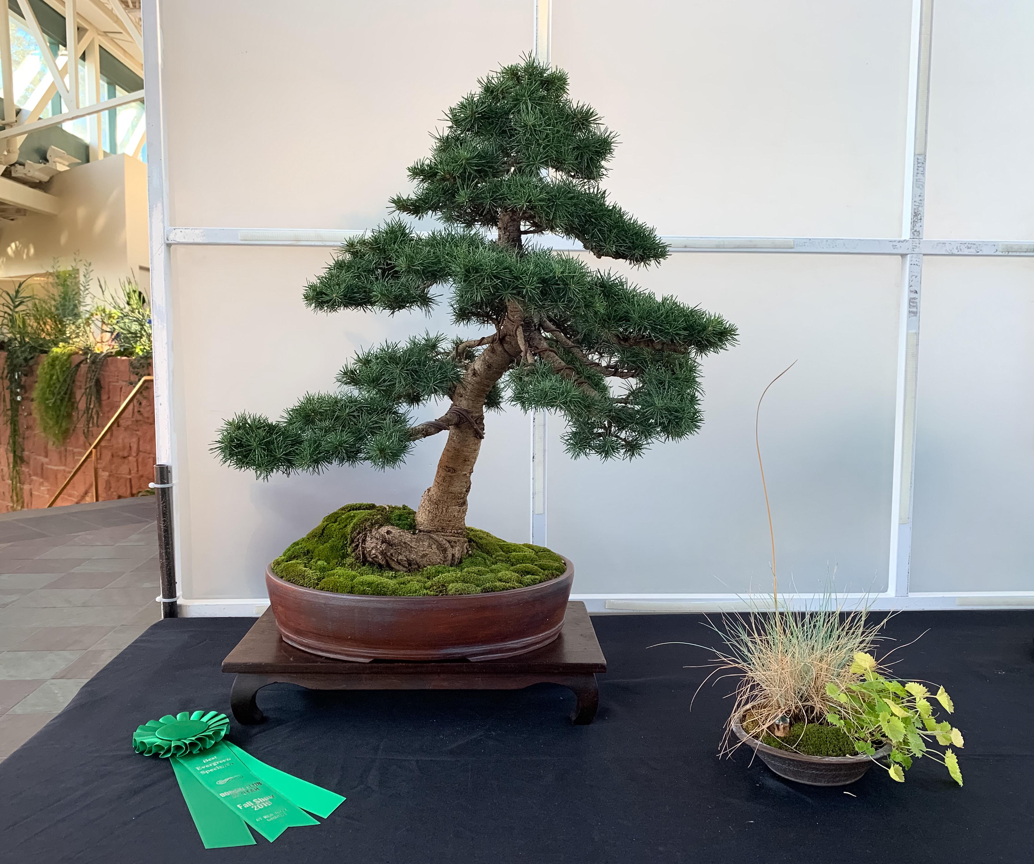My fall show submission, a Lebanon cedar. Filled in quite nicely since