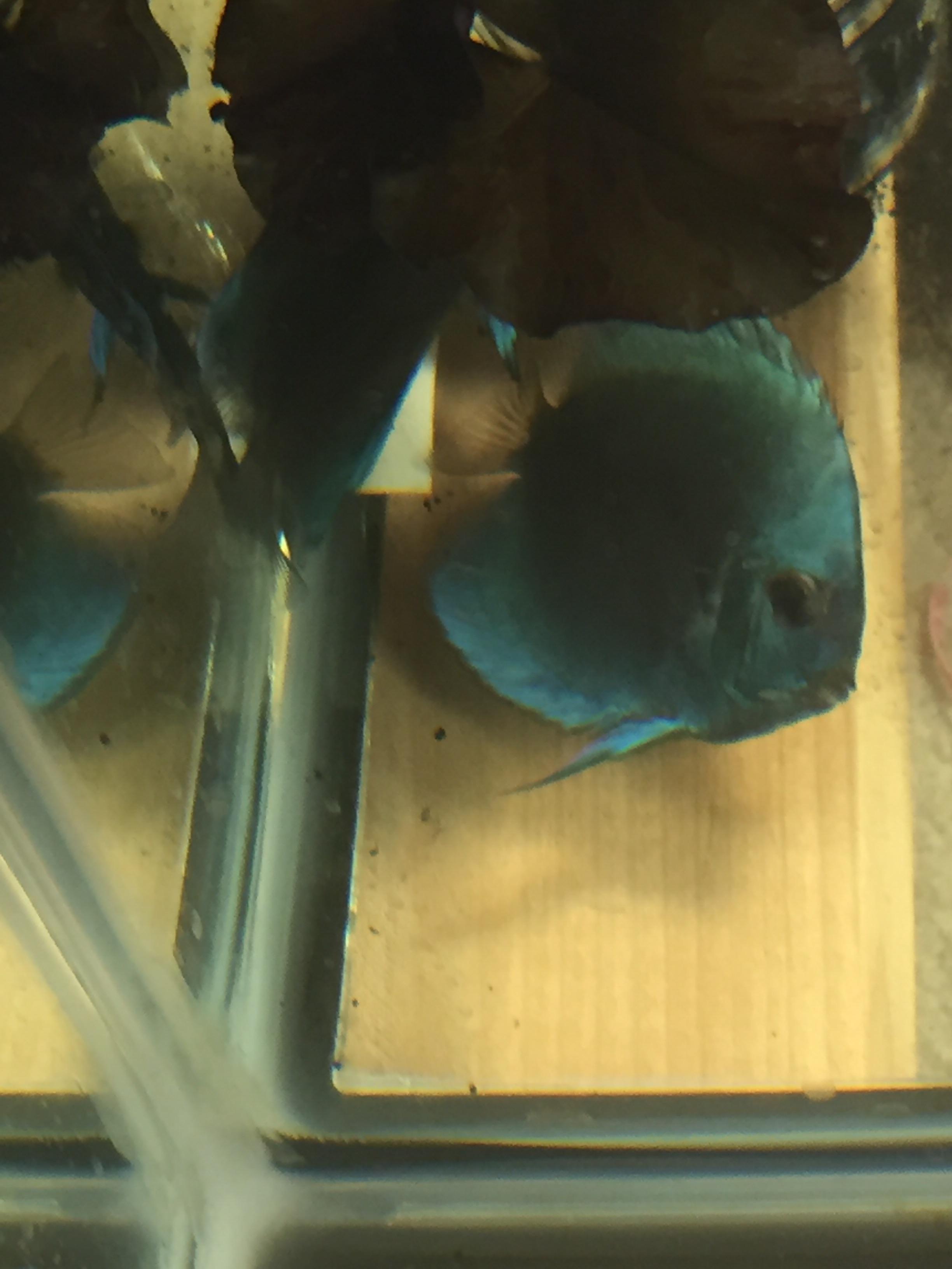 Why do I sometimes throw the disc aside, it means I get it