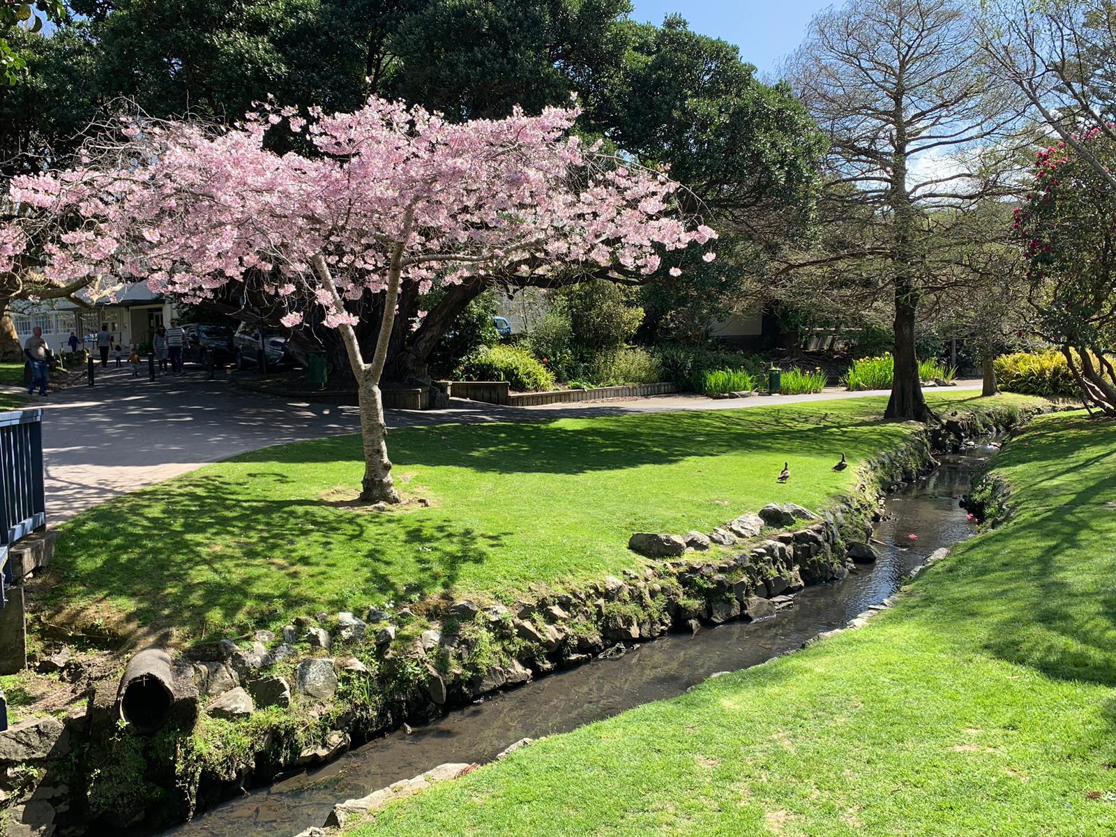 Cherry Blossom close to Hashimoto Memorial Walk, Lowe Hutt. r/Wellington