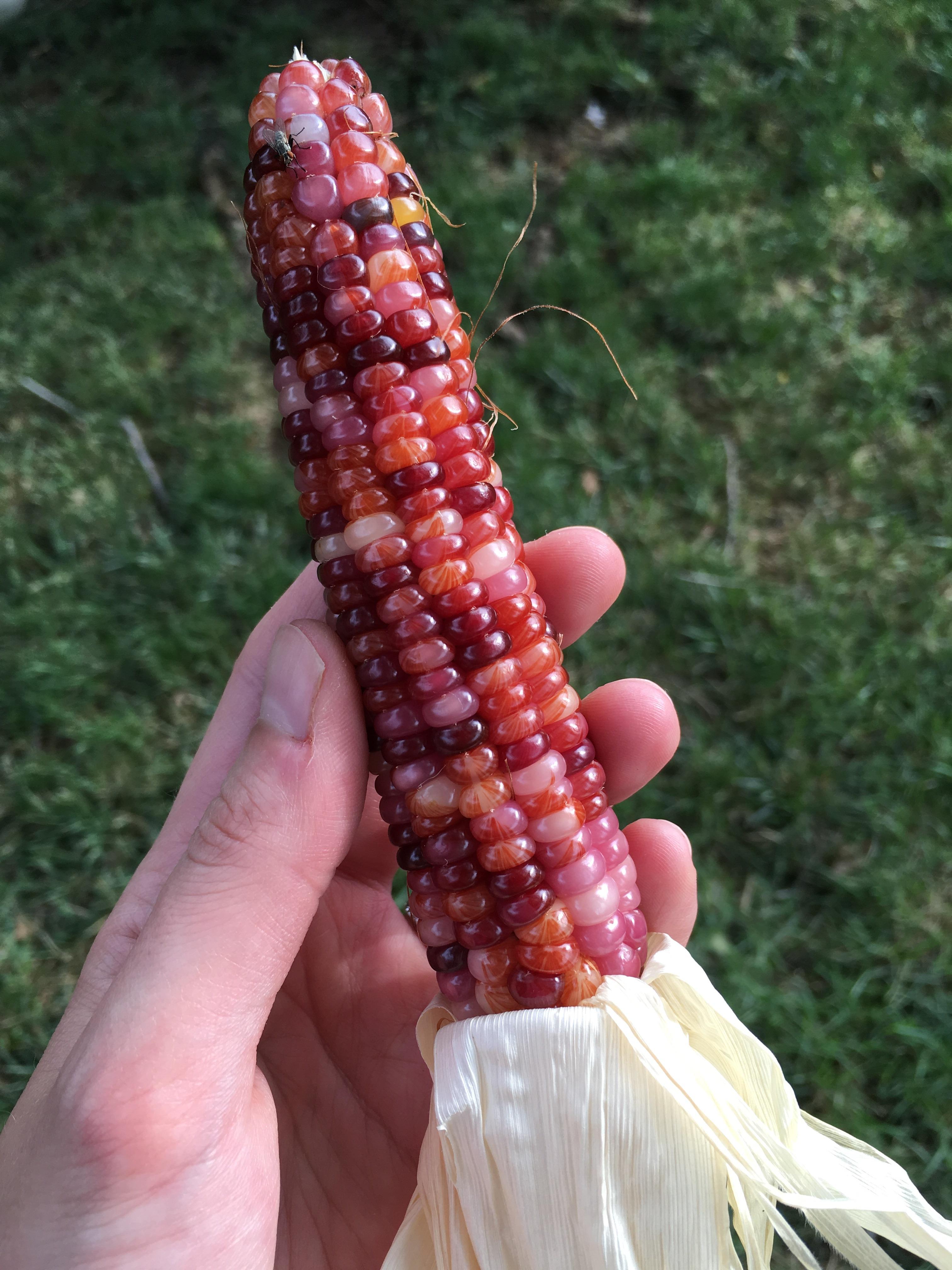 First time growing glass gem corn! r/gardening