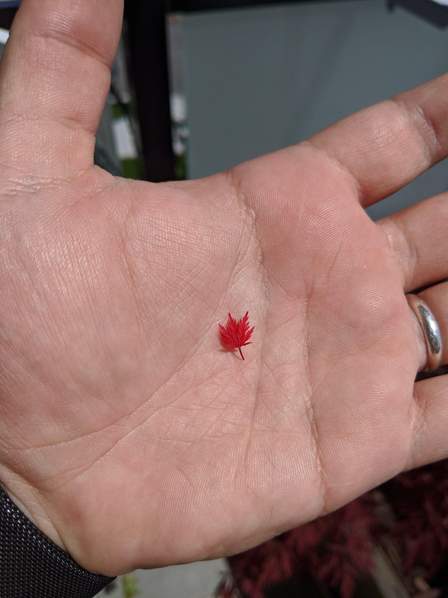 The smallest maple tree leaf I’ve ever seen r/mildlyinteresting