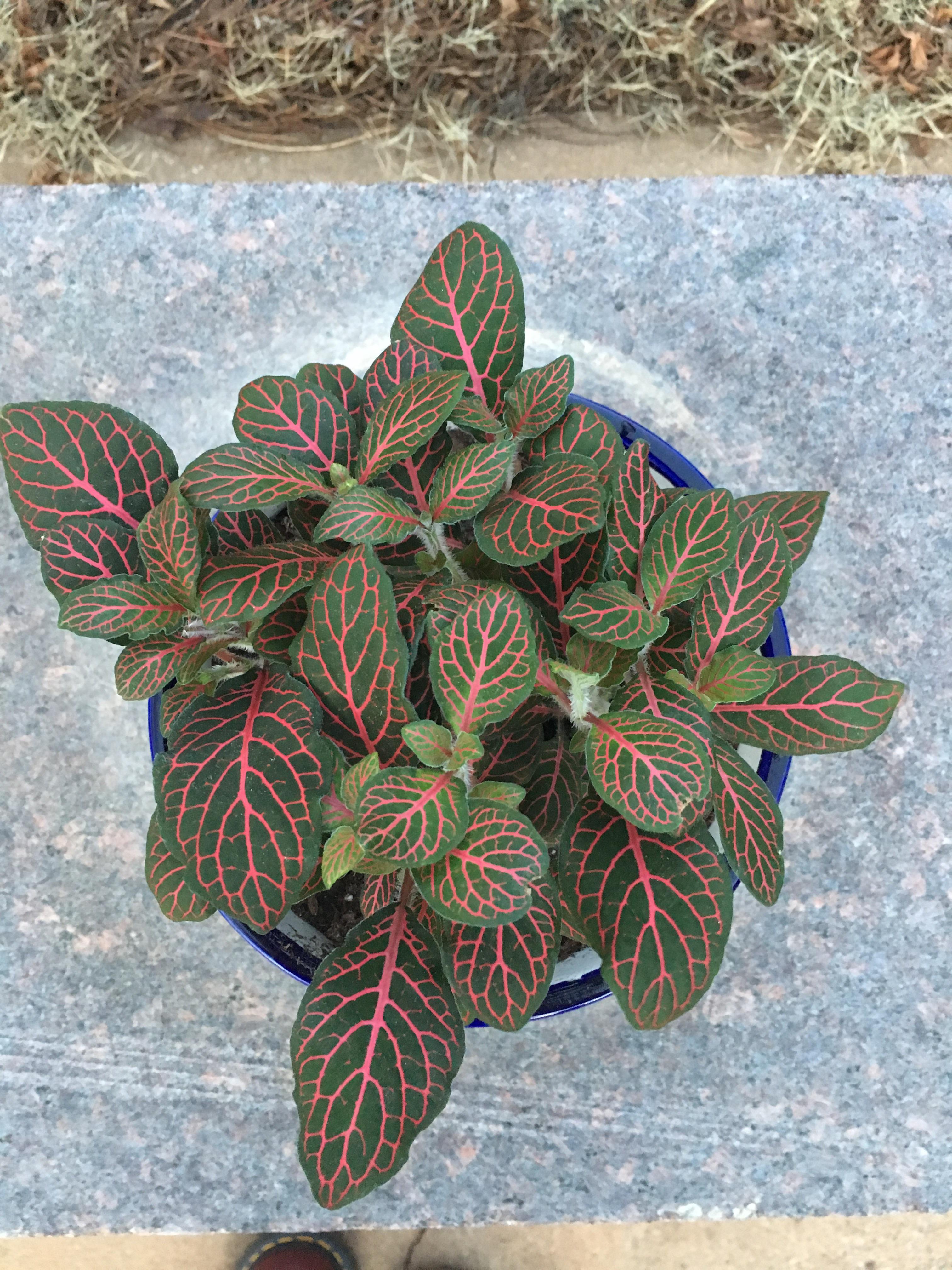 and potted this mini red vein. I have a perfect