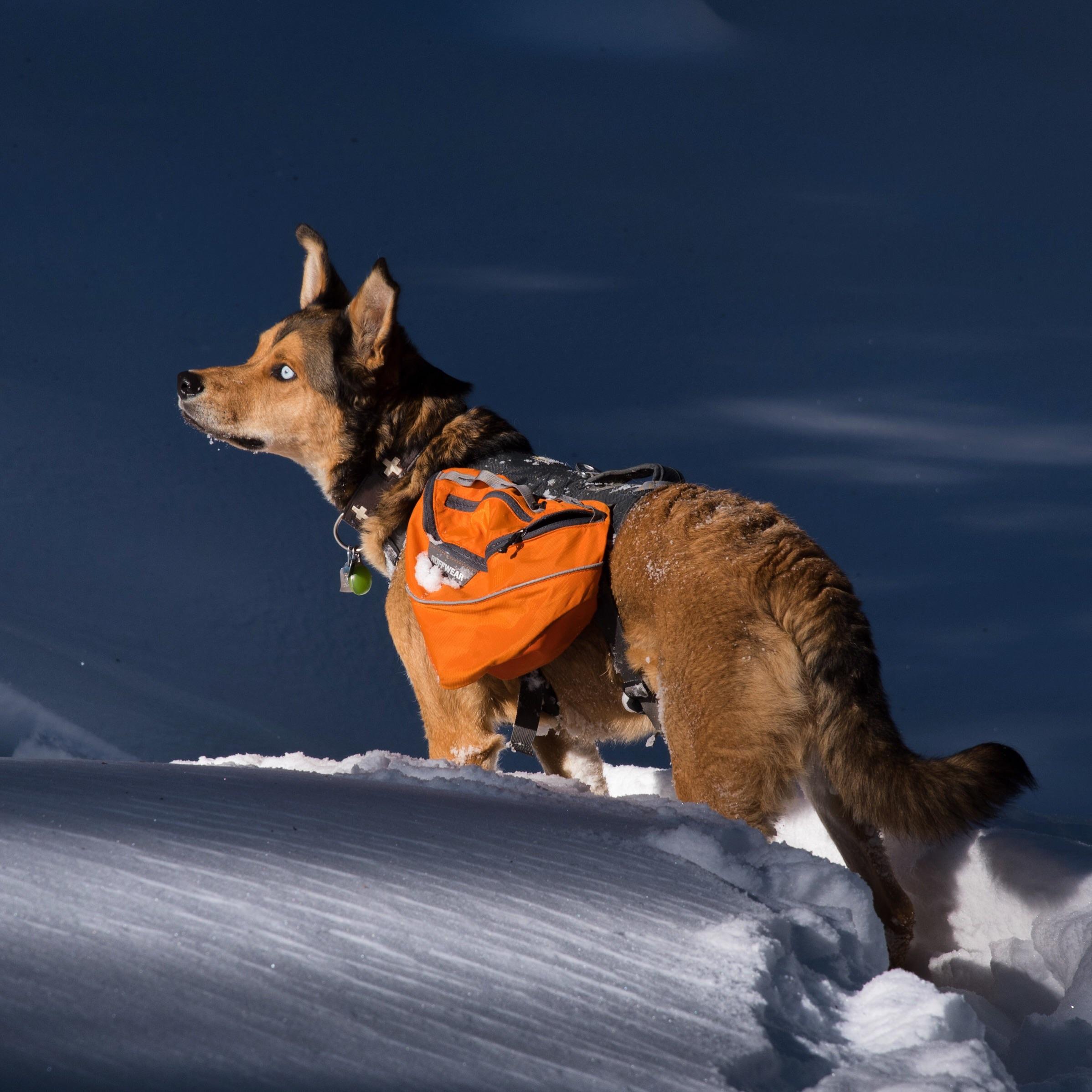 My dog is actually a white walker... r/freefolk