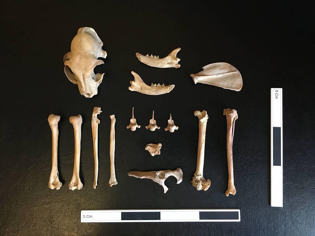 The remains of the first domesticated cat that was found recently in