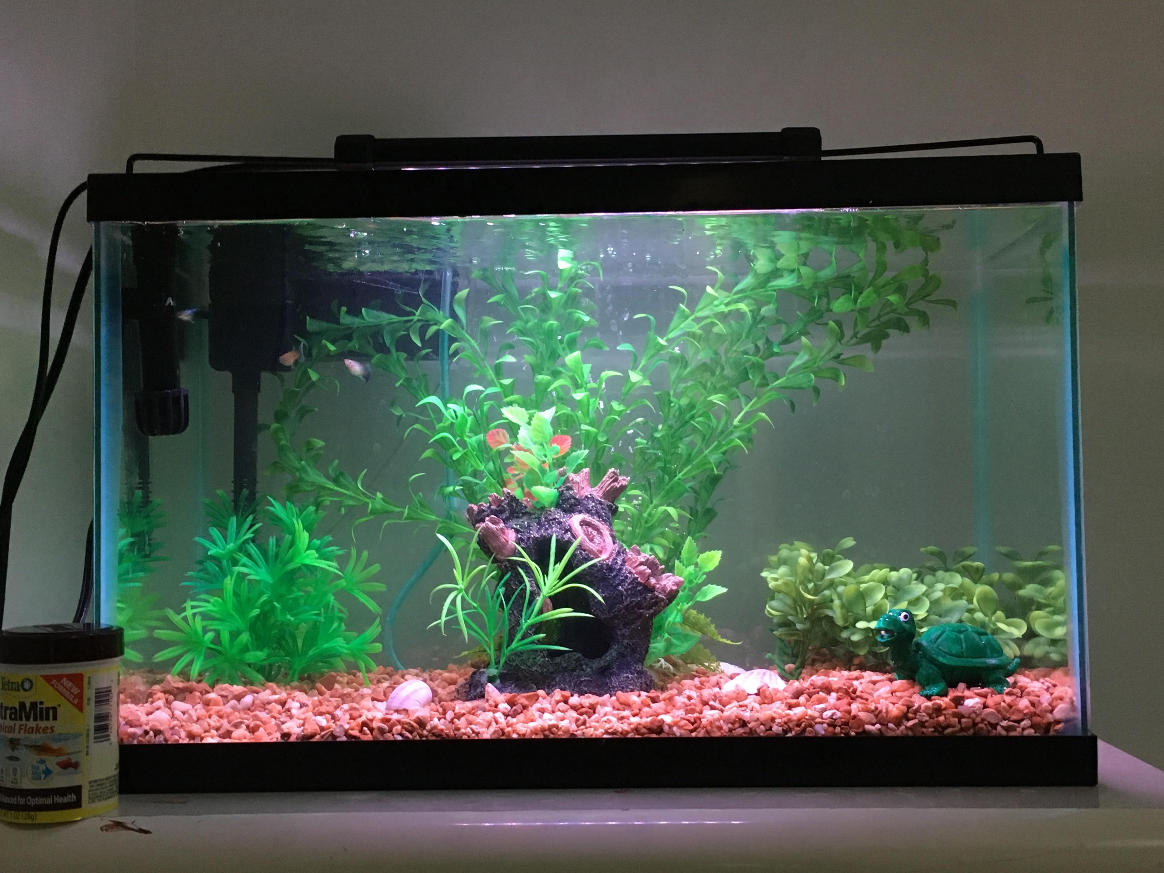 10 gallon guppy tank r/fishtank