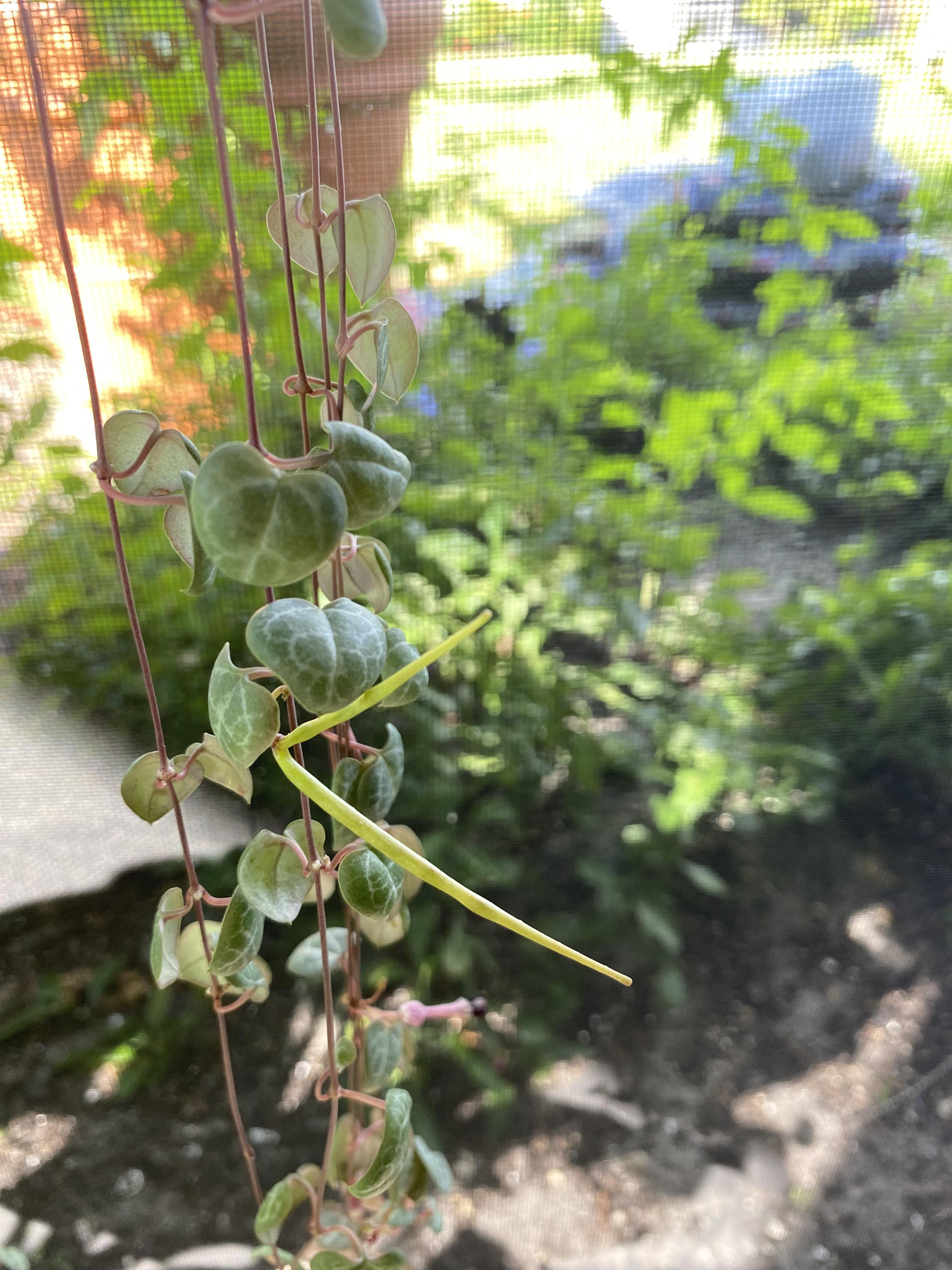 Is my String of Hearts growing a seed pod? If so, how do I ensure the