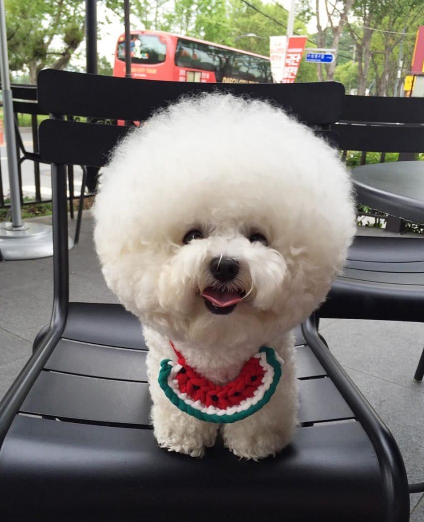 The roundness of this bichon frise's hair oddlysatisfying