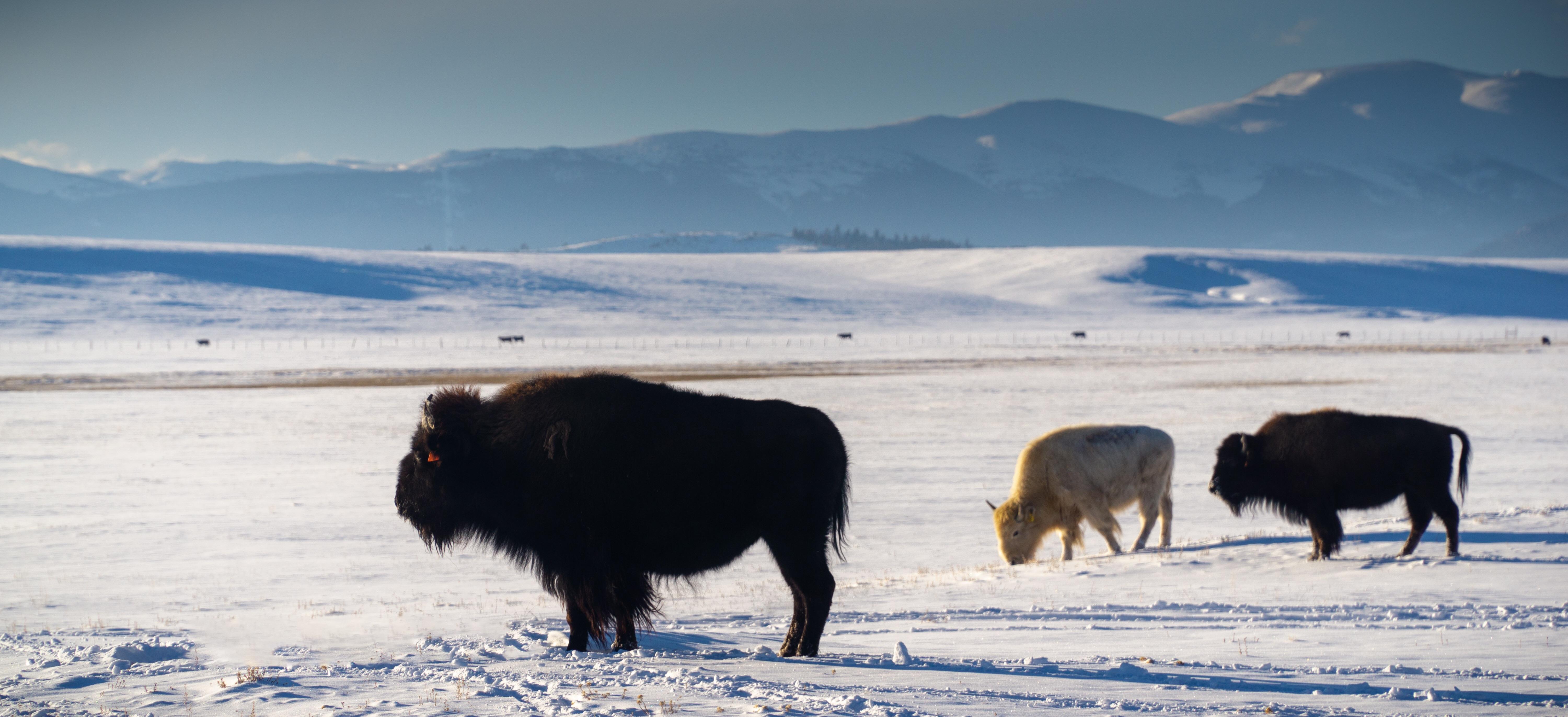 Buffalo on the high plains. r/Colorado