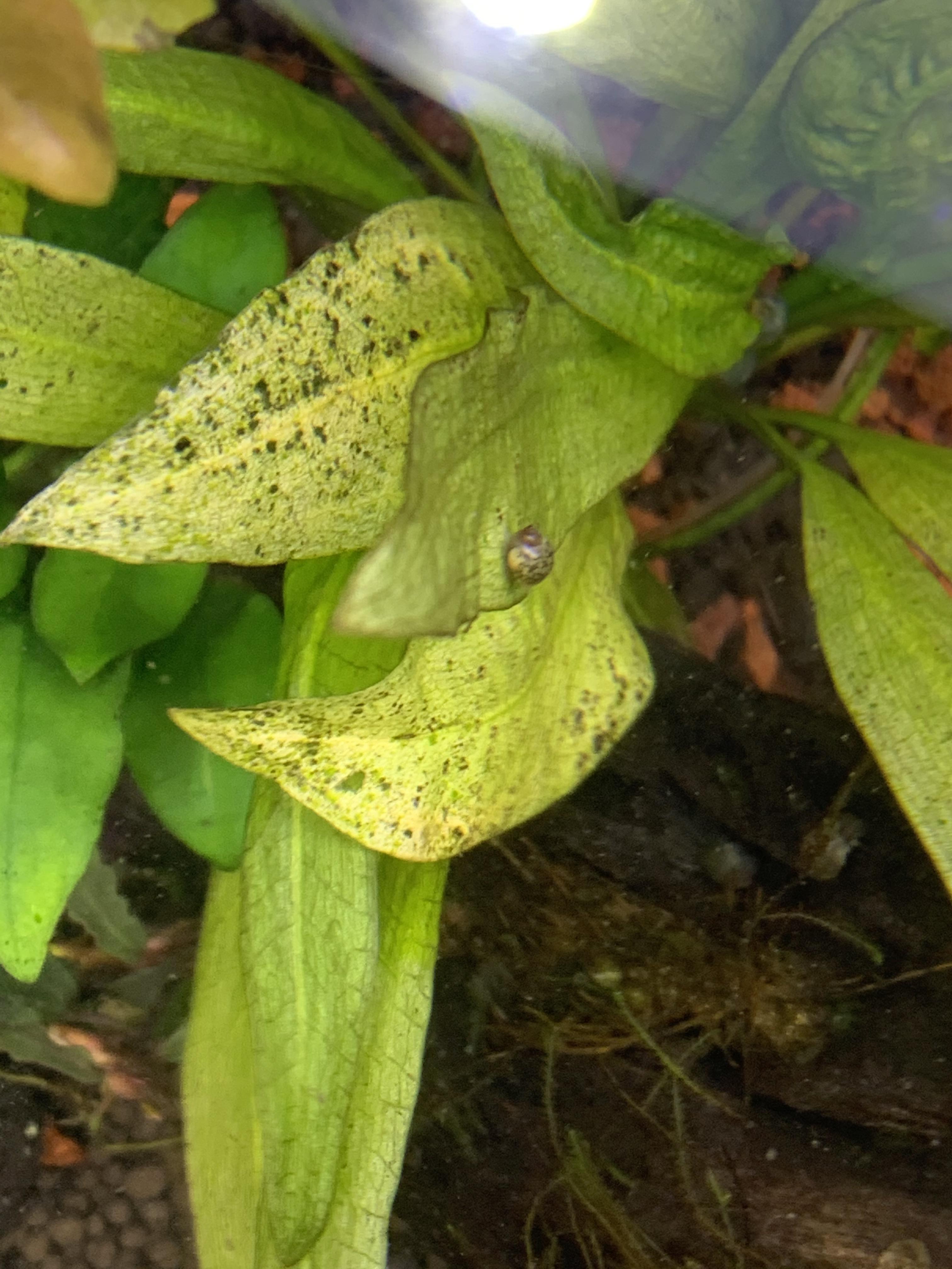 Holes in Amazon Sword r/PlantedTank