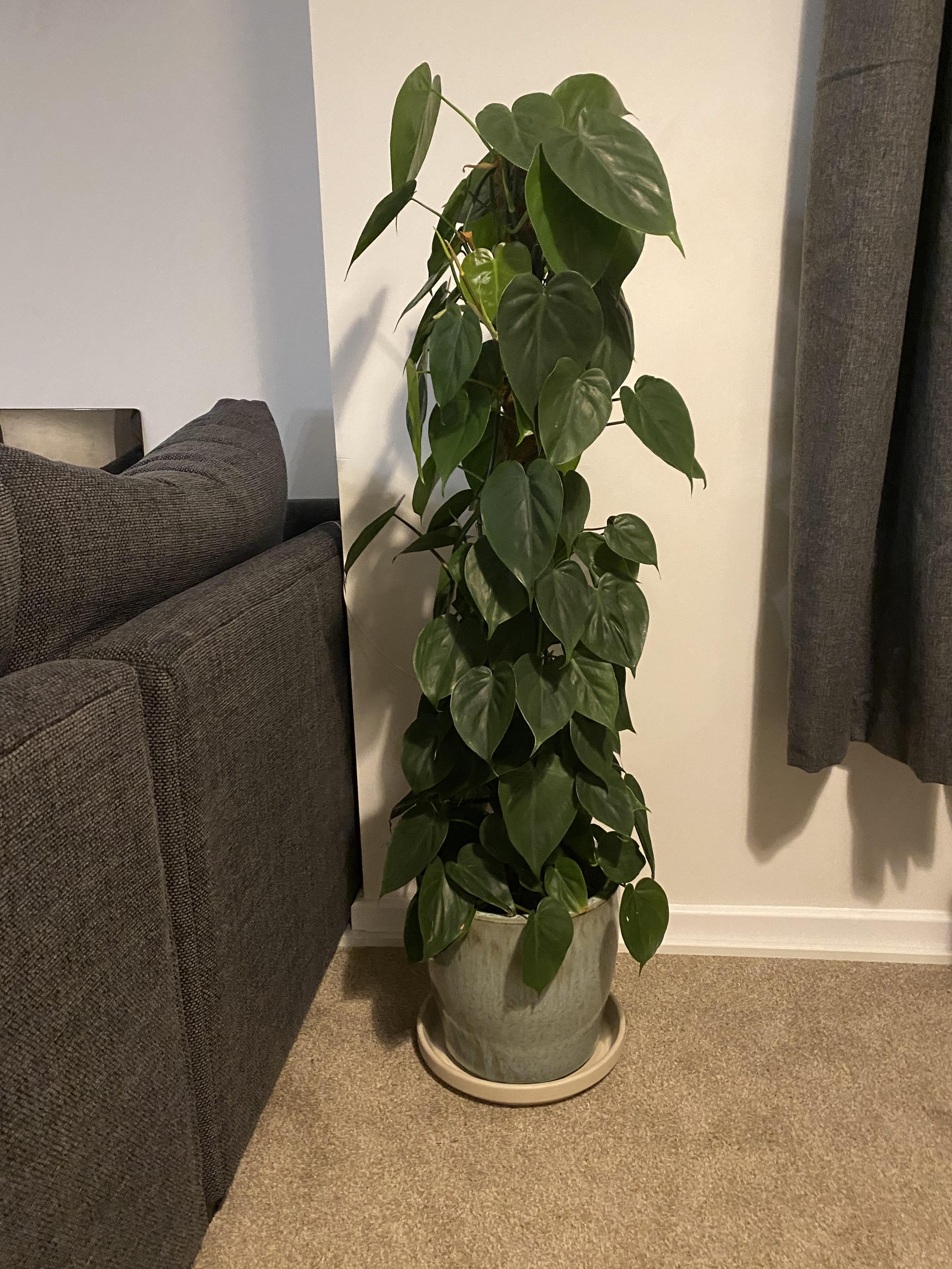 Does anyone know whether I should be looking to repot this philodendron