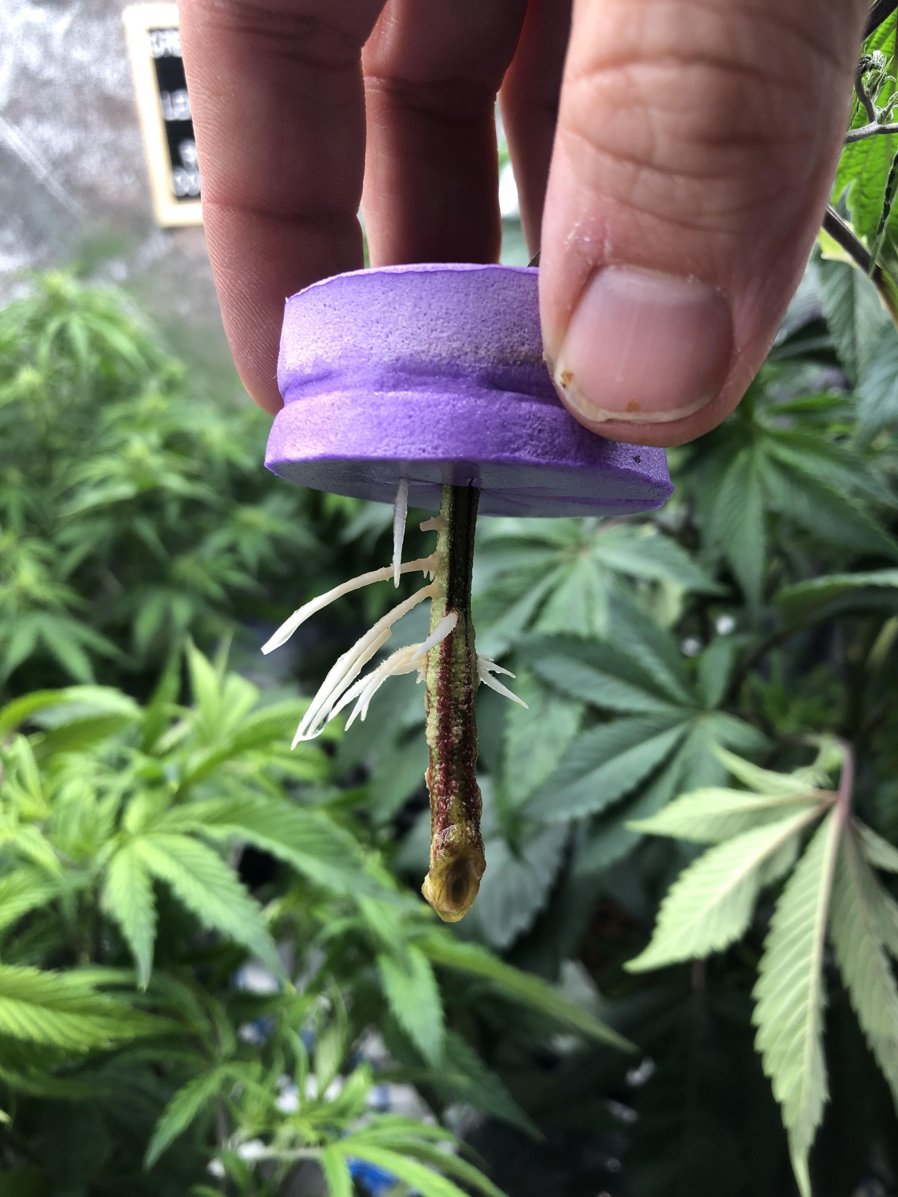 No more buying seeds for me! The clone machine is dialled in. Ph 5.8