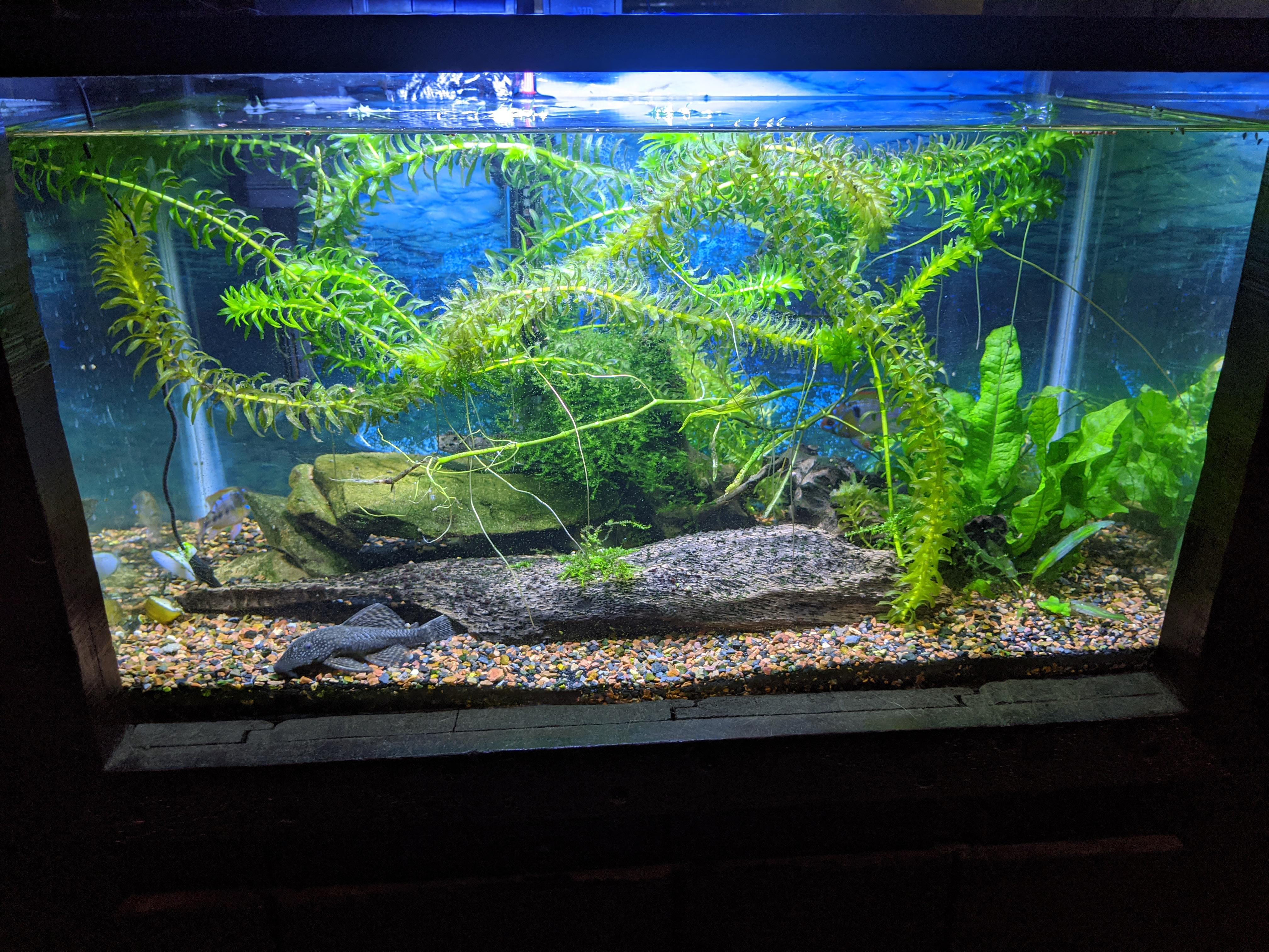 My ten gallon tank. 2 blue Rams and a bn pleco r/aquarium
