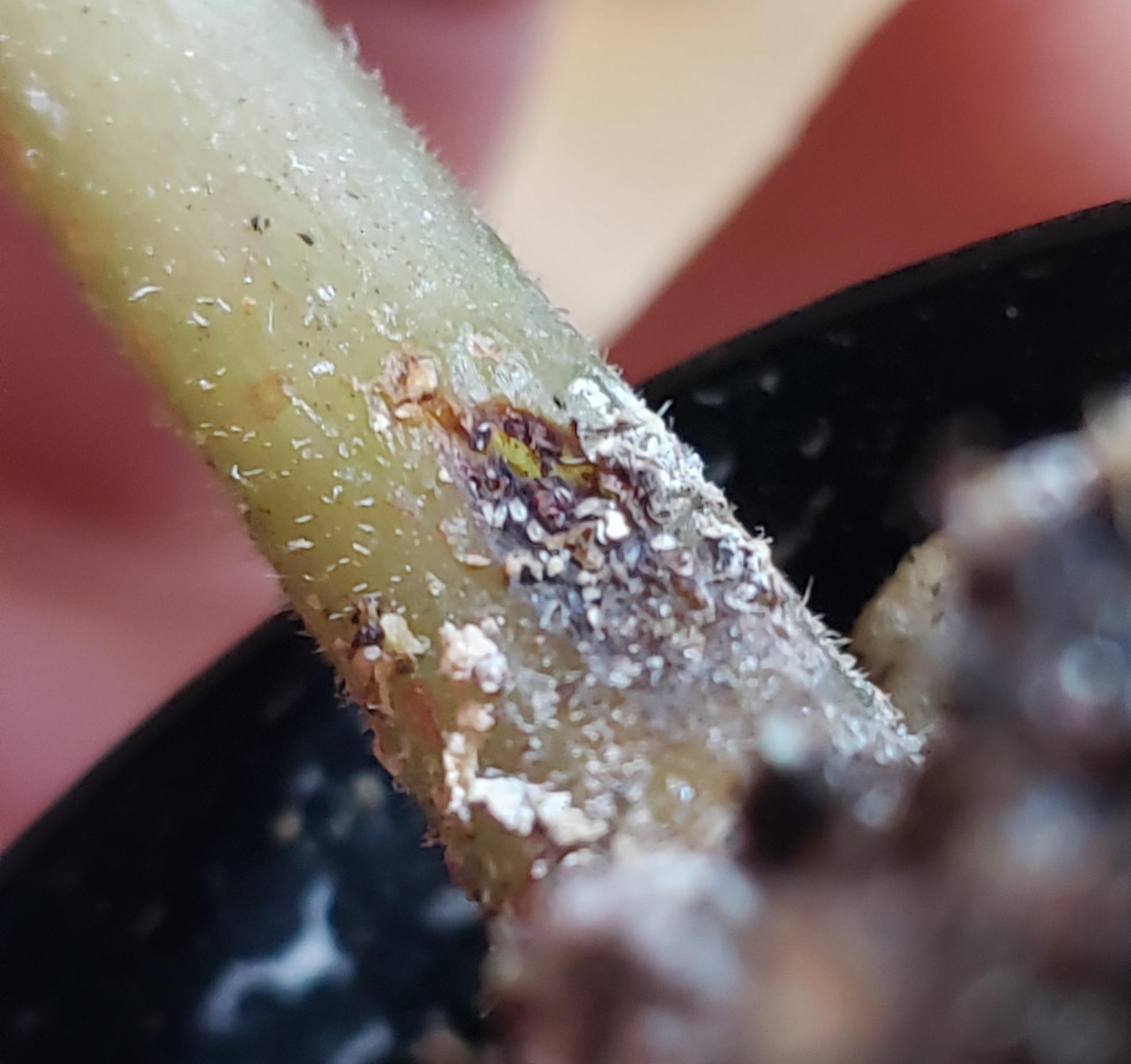 Small white bugs eating the stems from my African Violets. More pics in