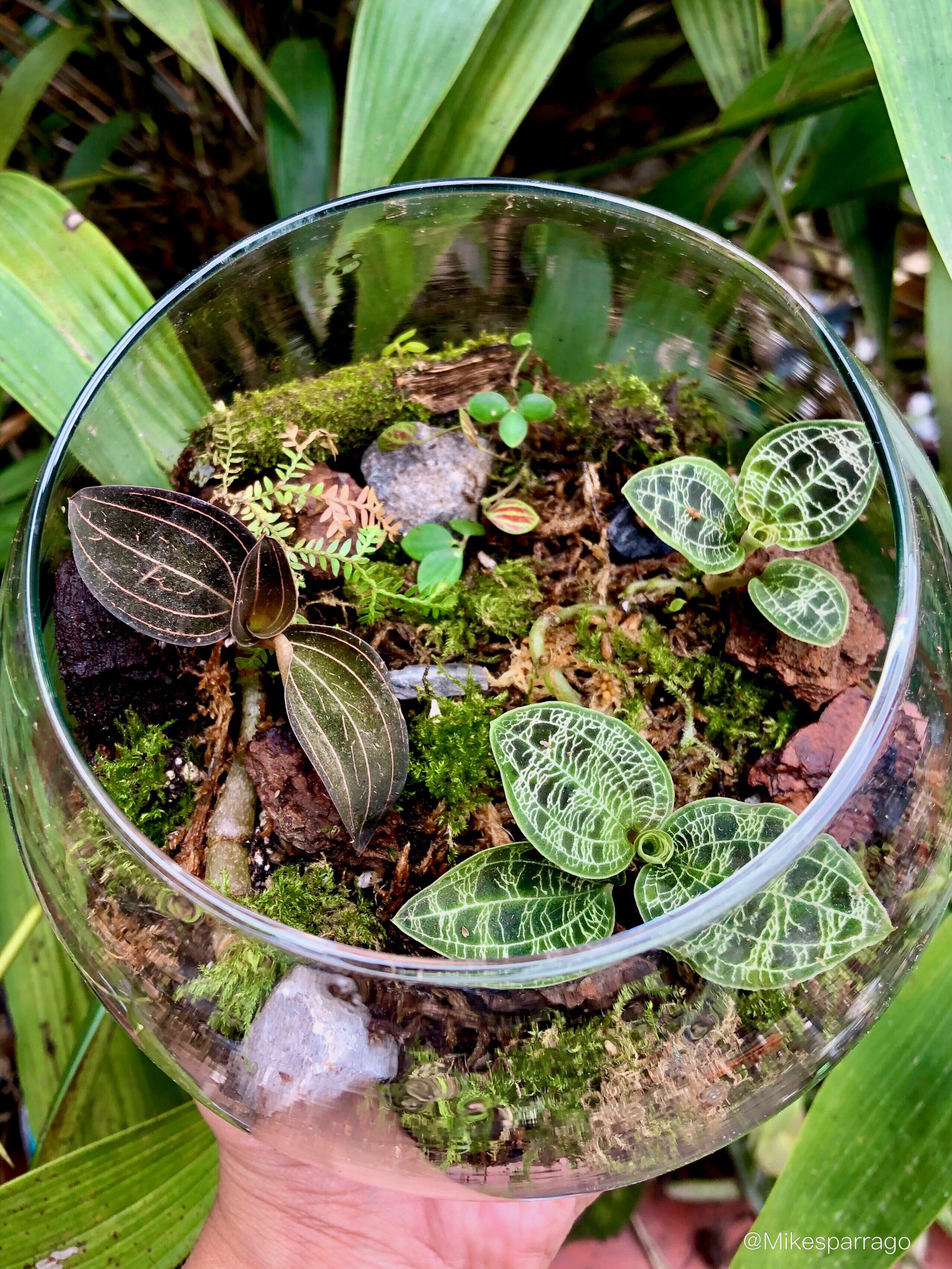 Terrarium for my jewel orchids orchids