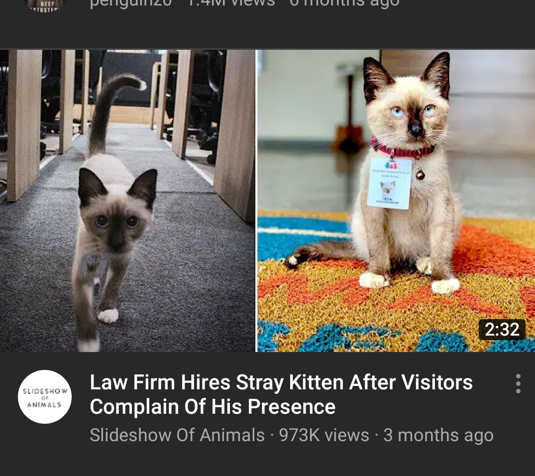 Lawyer cat r/Catswithjobs