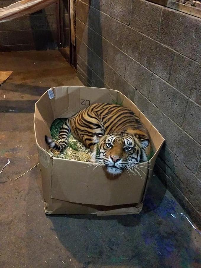 Kitty in a box r/cats