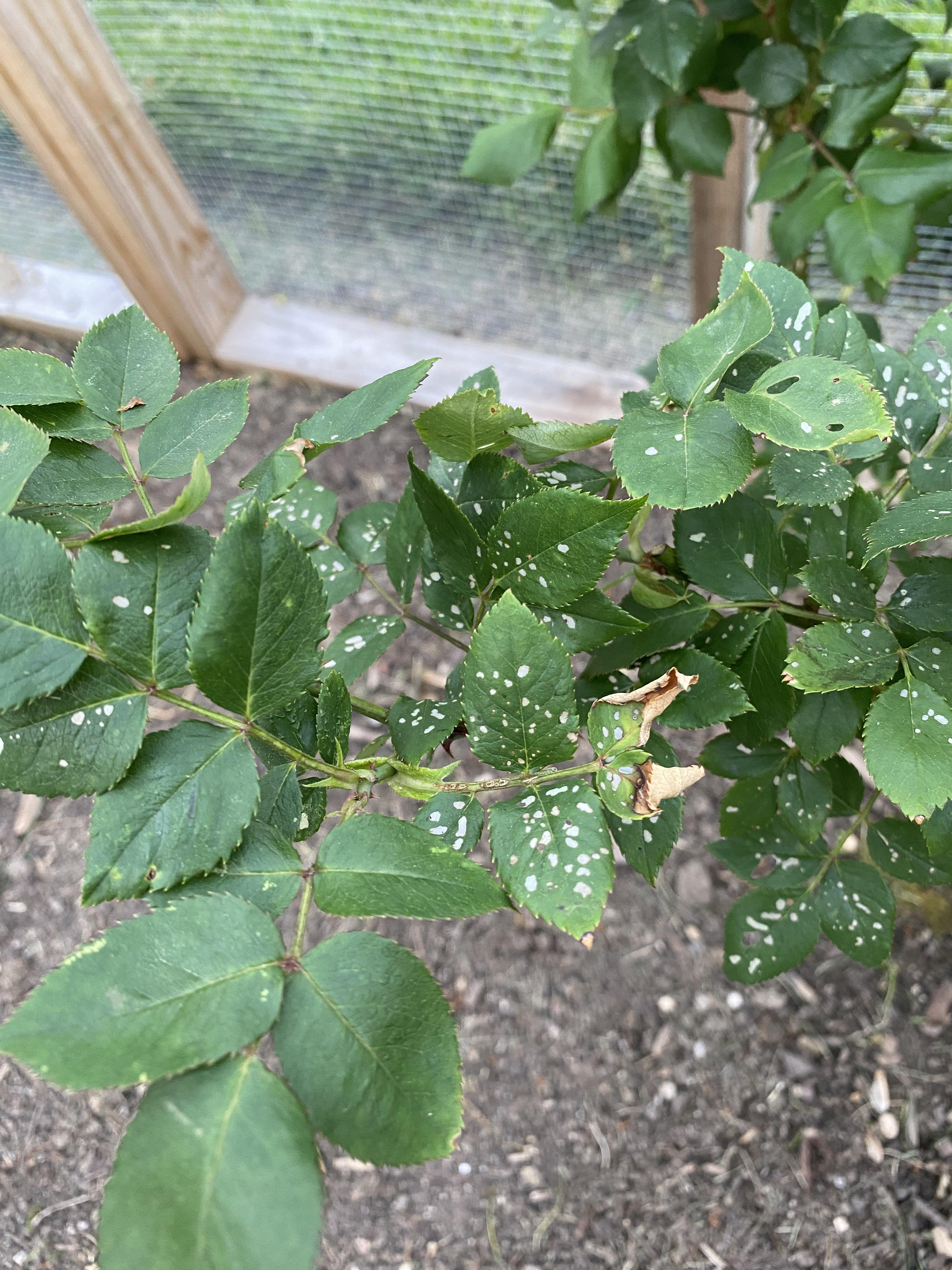 Why does my rose have white specks and bite chomps taken out? How do I