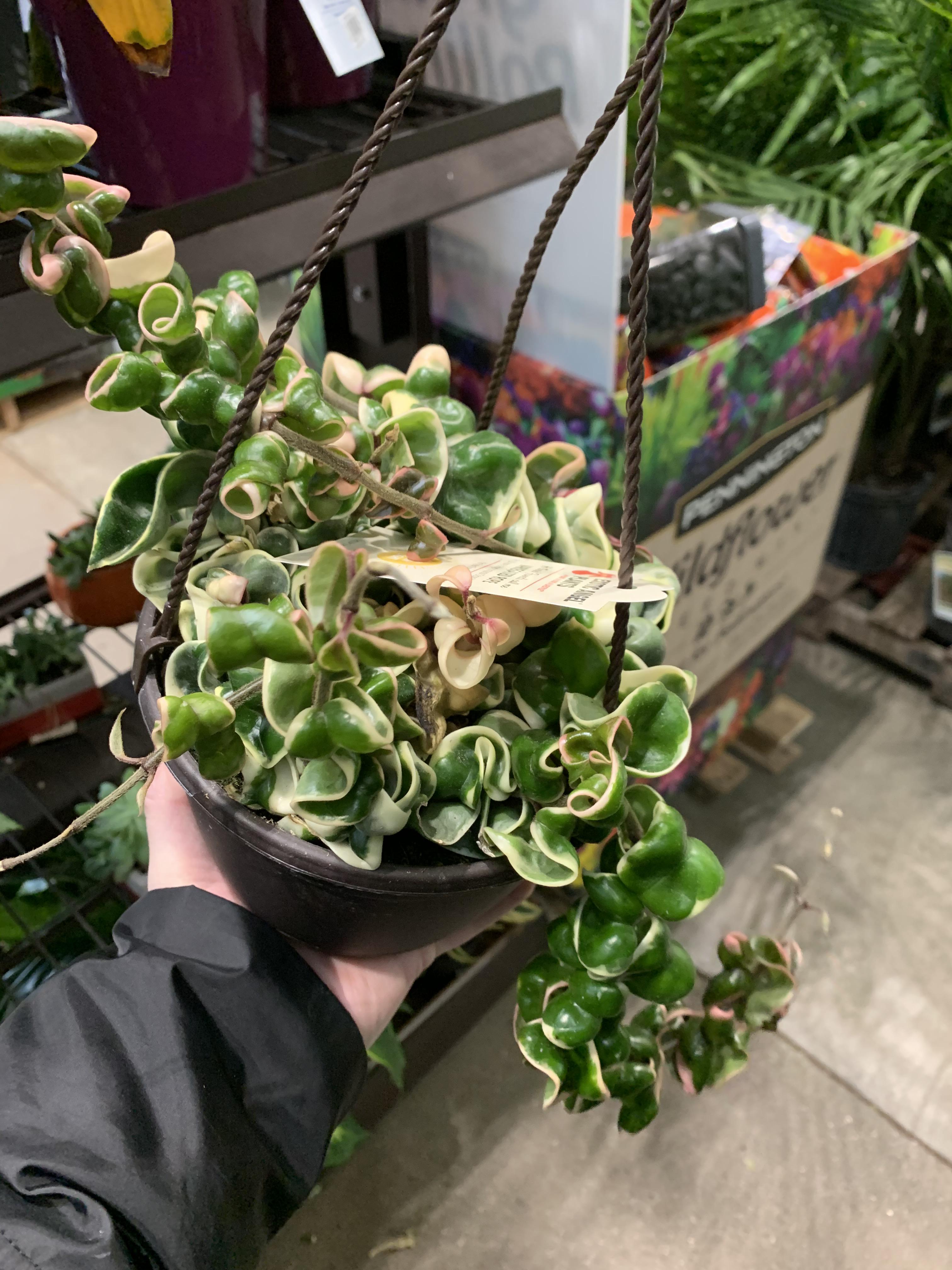 Just found a variegated Hindu rope at Lowe’s!!! r/houseplants