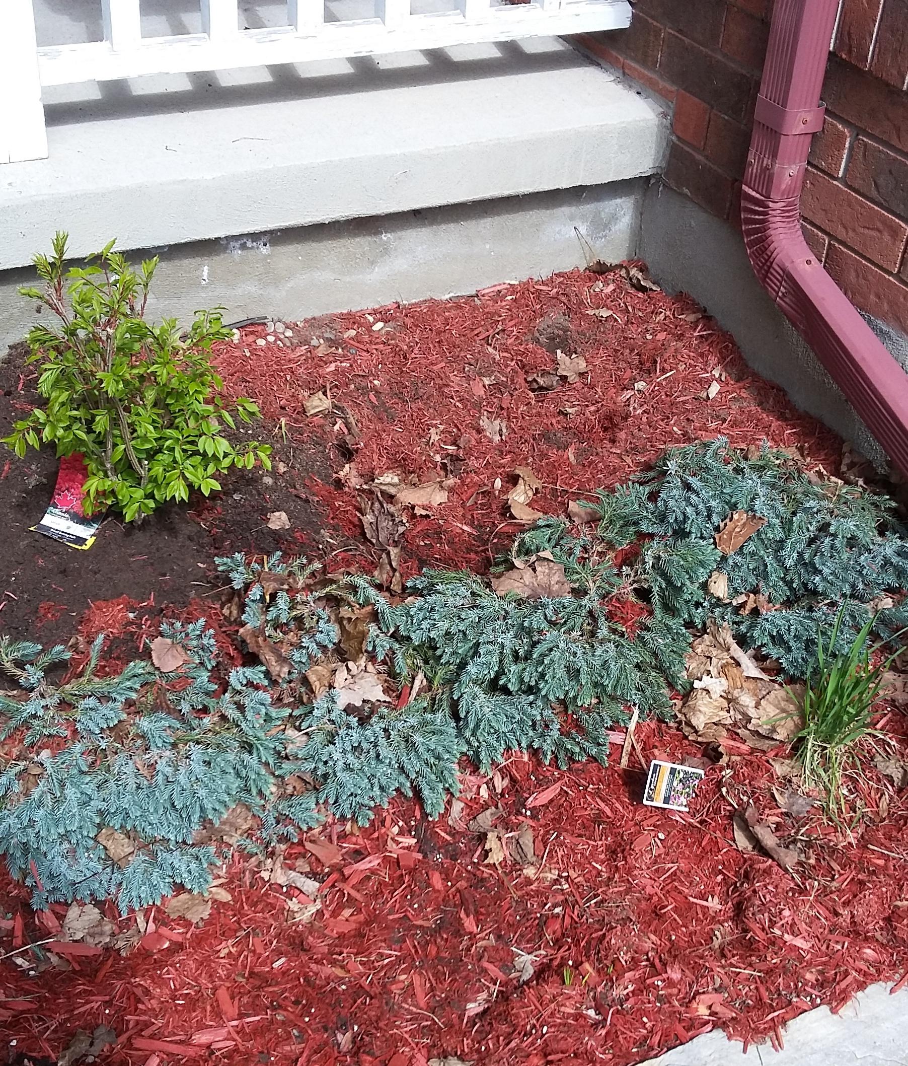 PSA Rabbits bury nests under cedar chips. Be careful when digging new