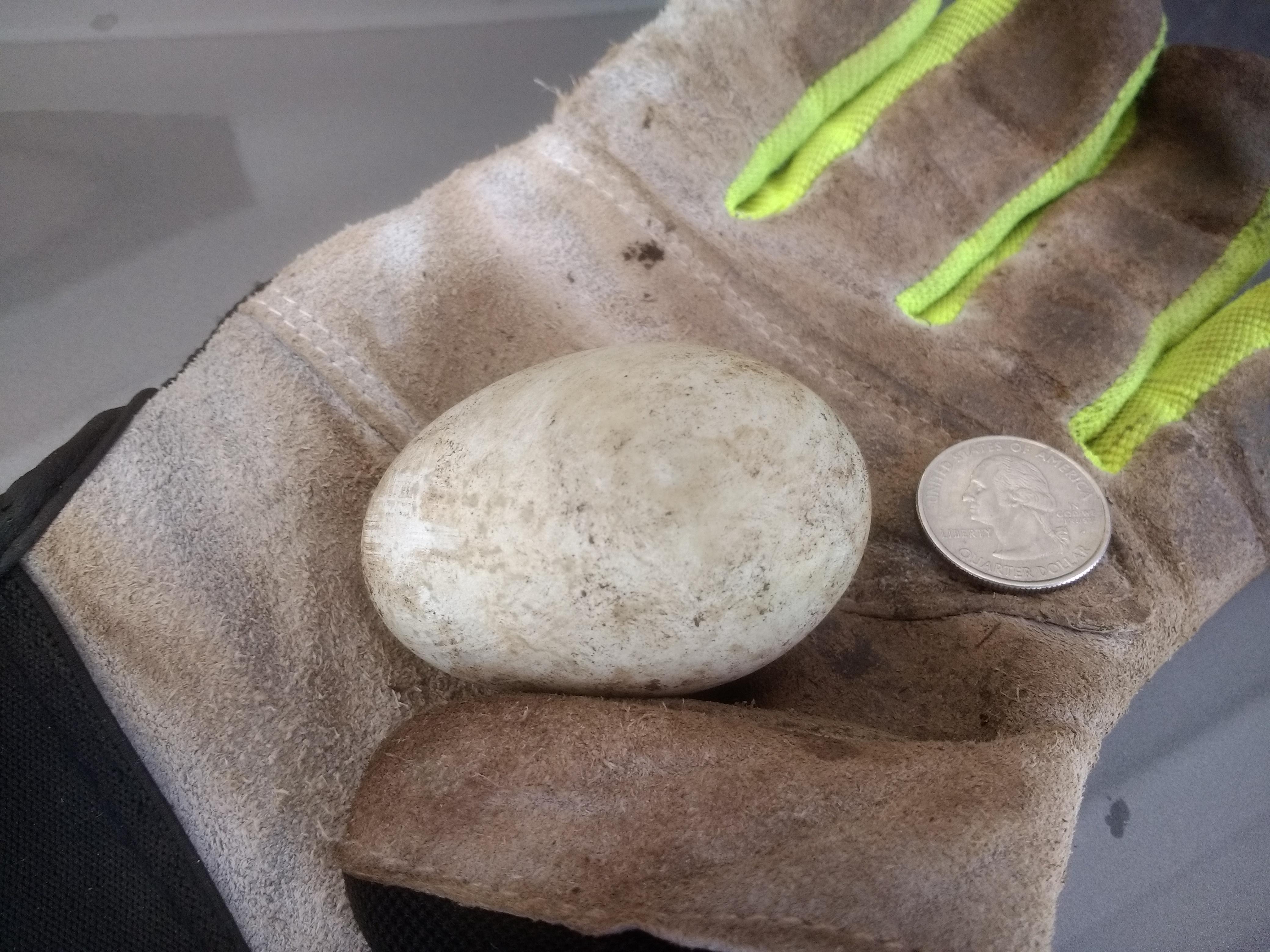 Egg found at the bottom of a pile of mulch I had delivered. Seems too