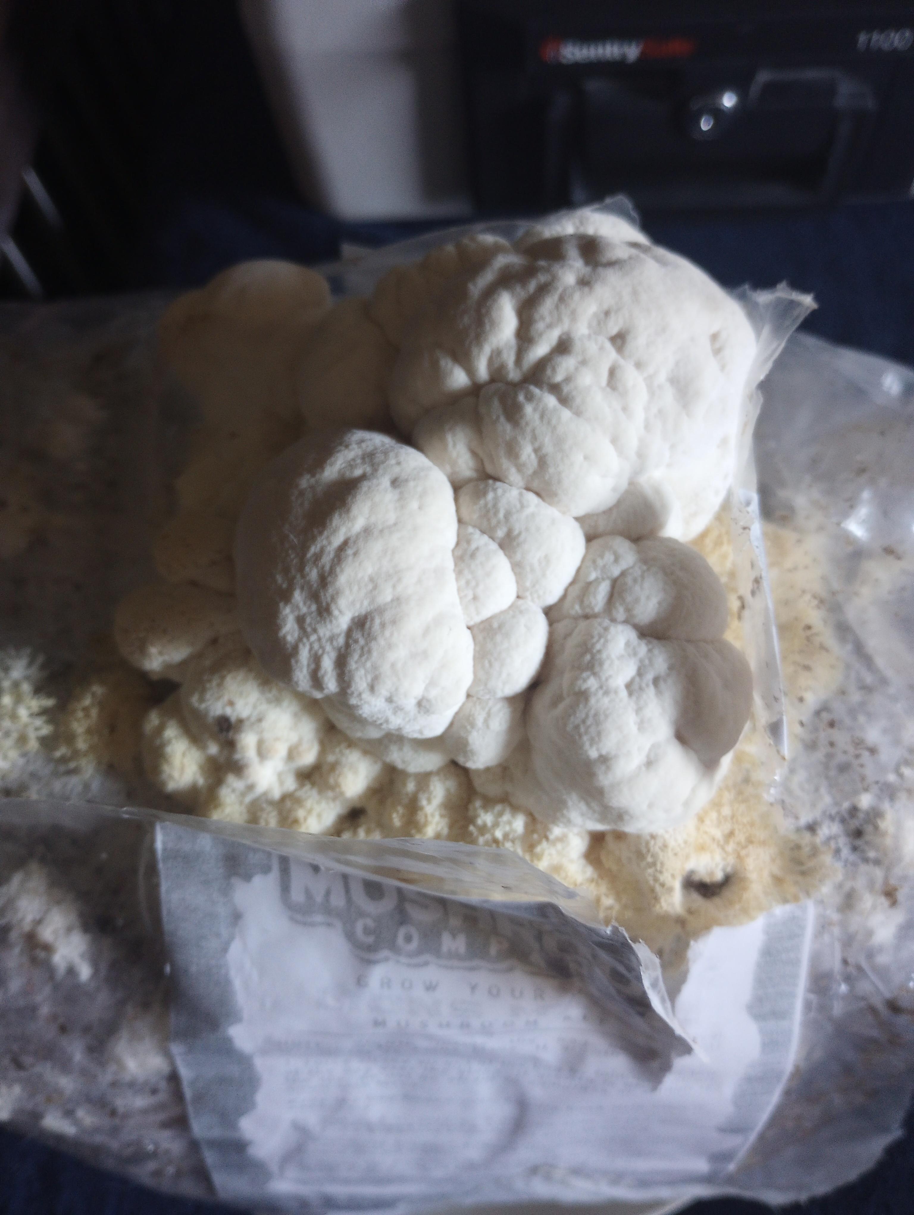 Lions mane growing smooth? r/mycology