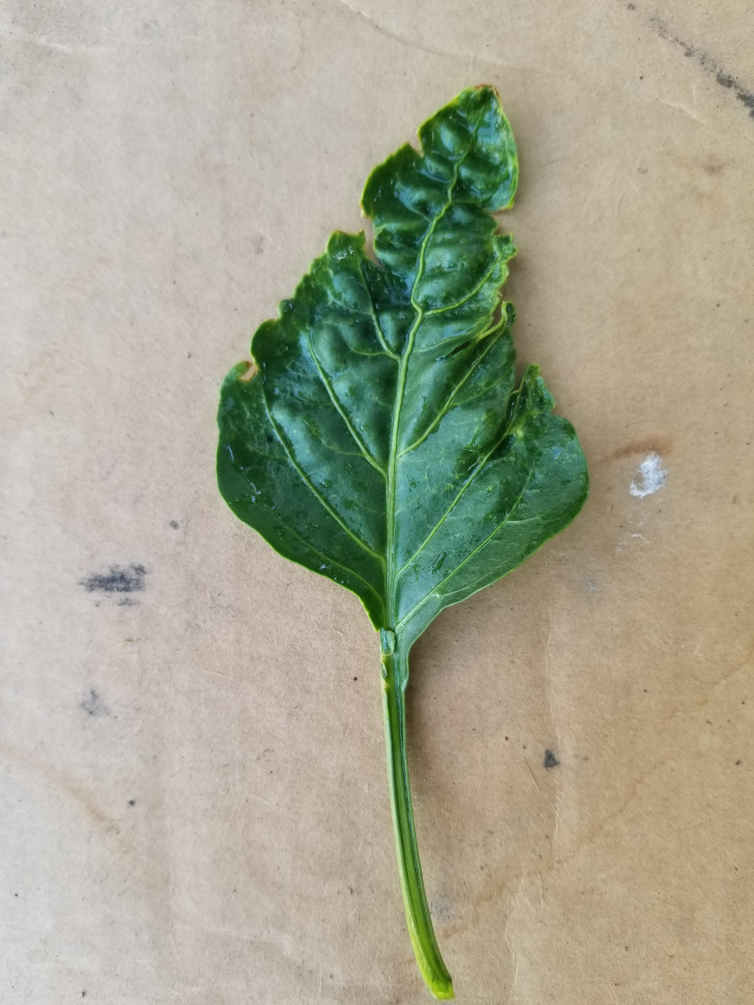 Pepper plant leaves look scrunched up r/plantclinic