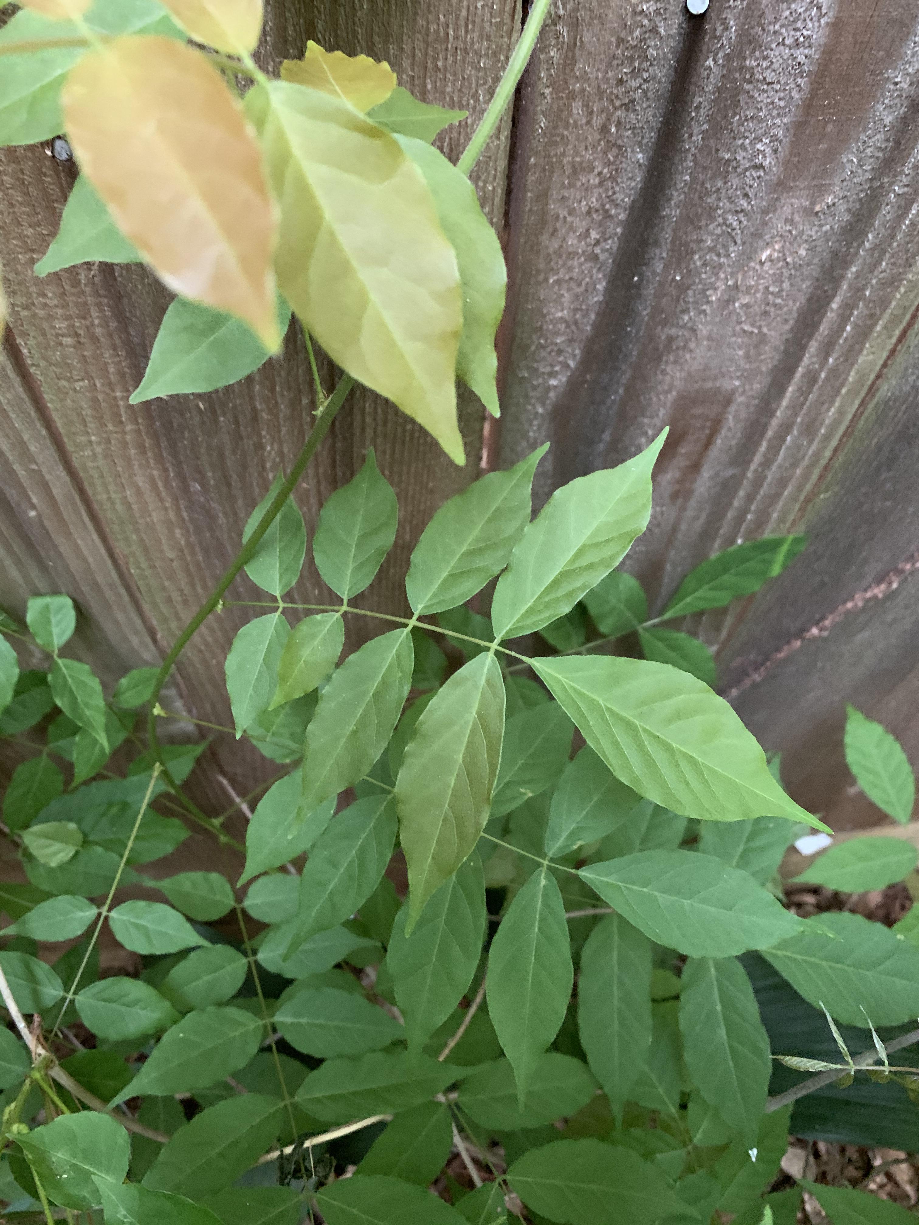 This vine growing in the Houston area. Vines grow up to 20 feet and