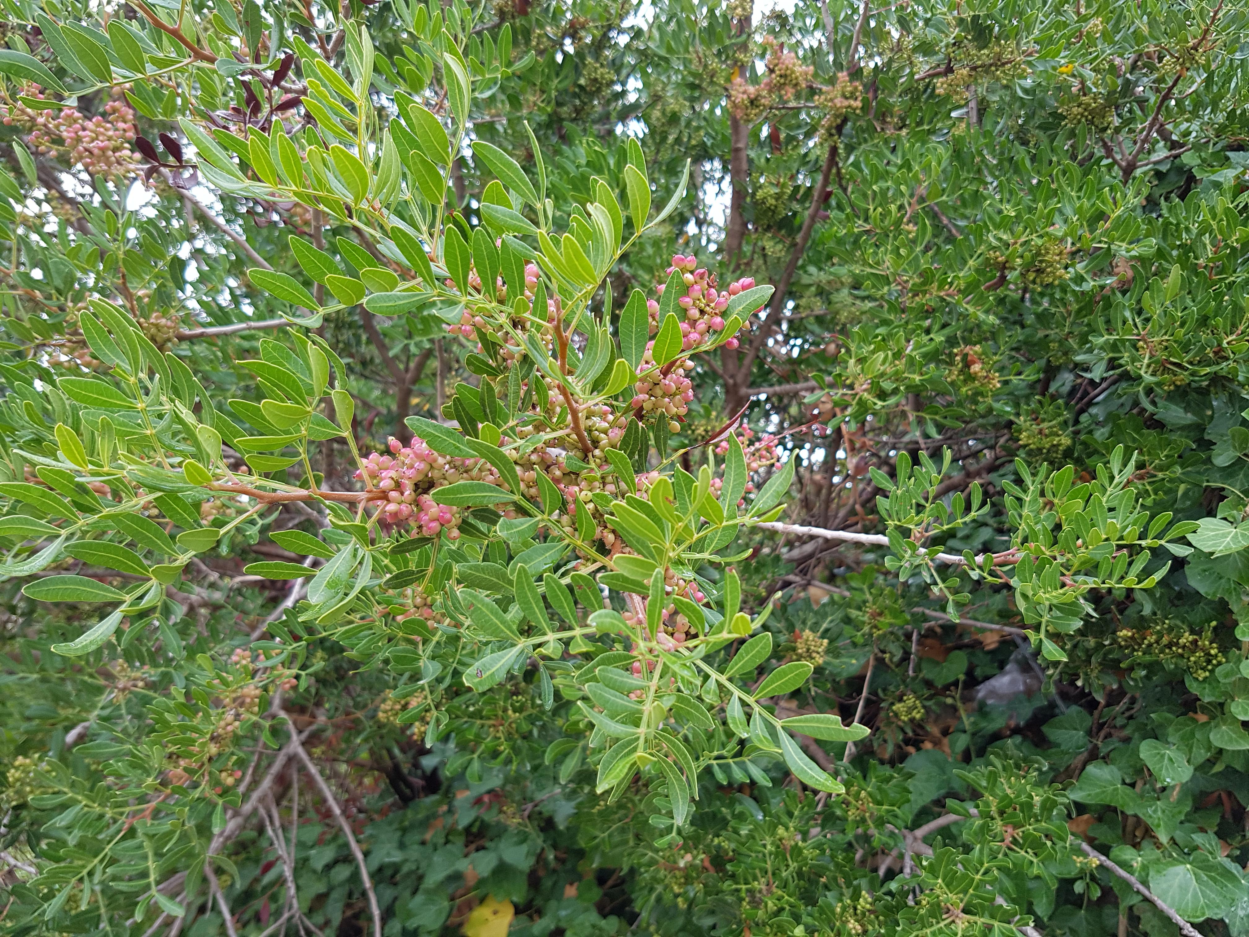 Peppercorn plant growing on Lopud Island [OC](4032x3024) r/BotanicalPorn