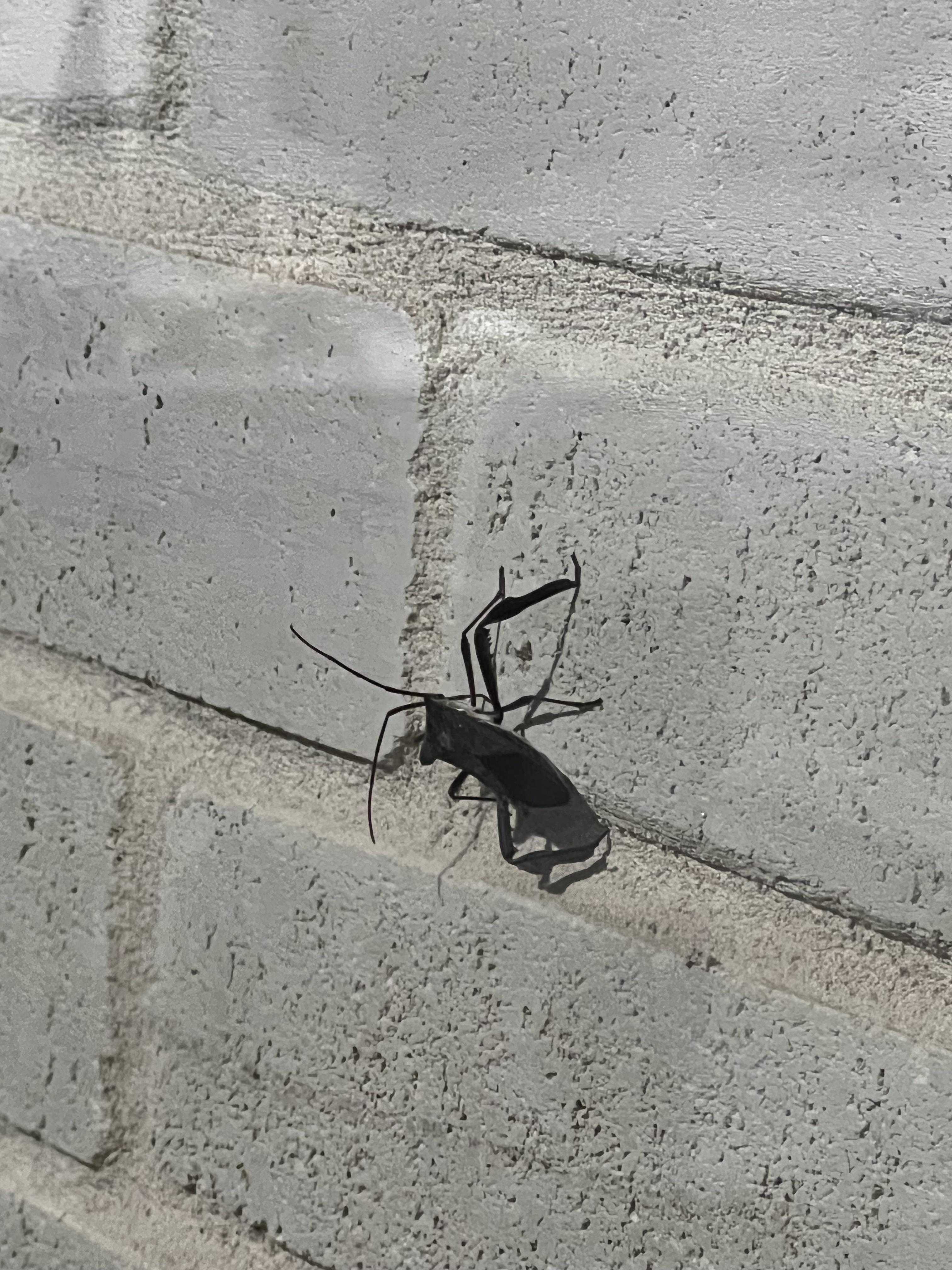 What is this bug? Hopefully you all can help. Dallas TX. r/insects