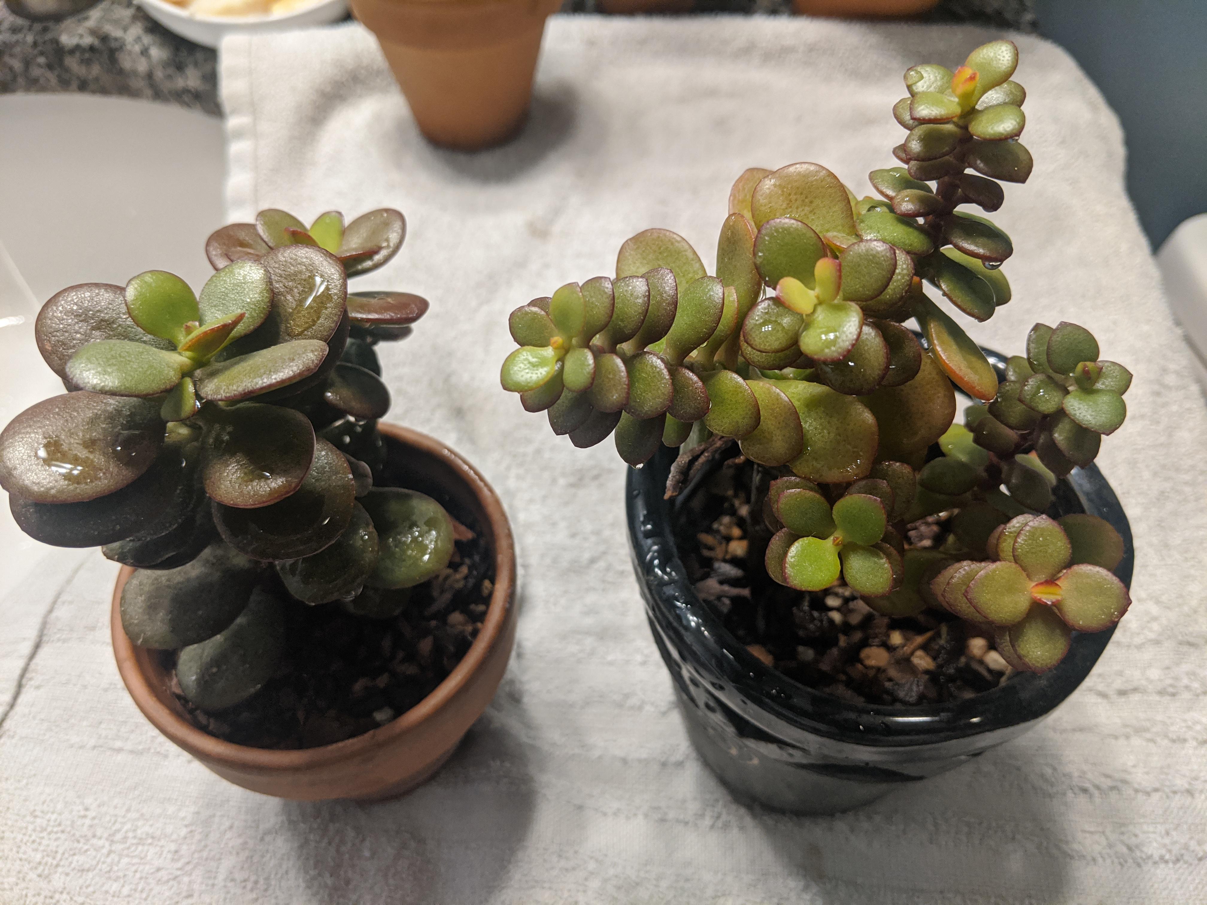 Got these two Jades at the same time last year. One was in sunlight at