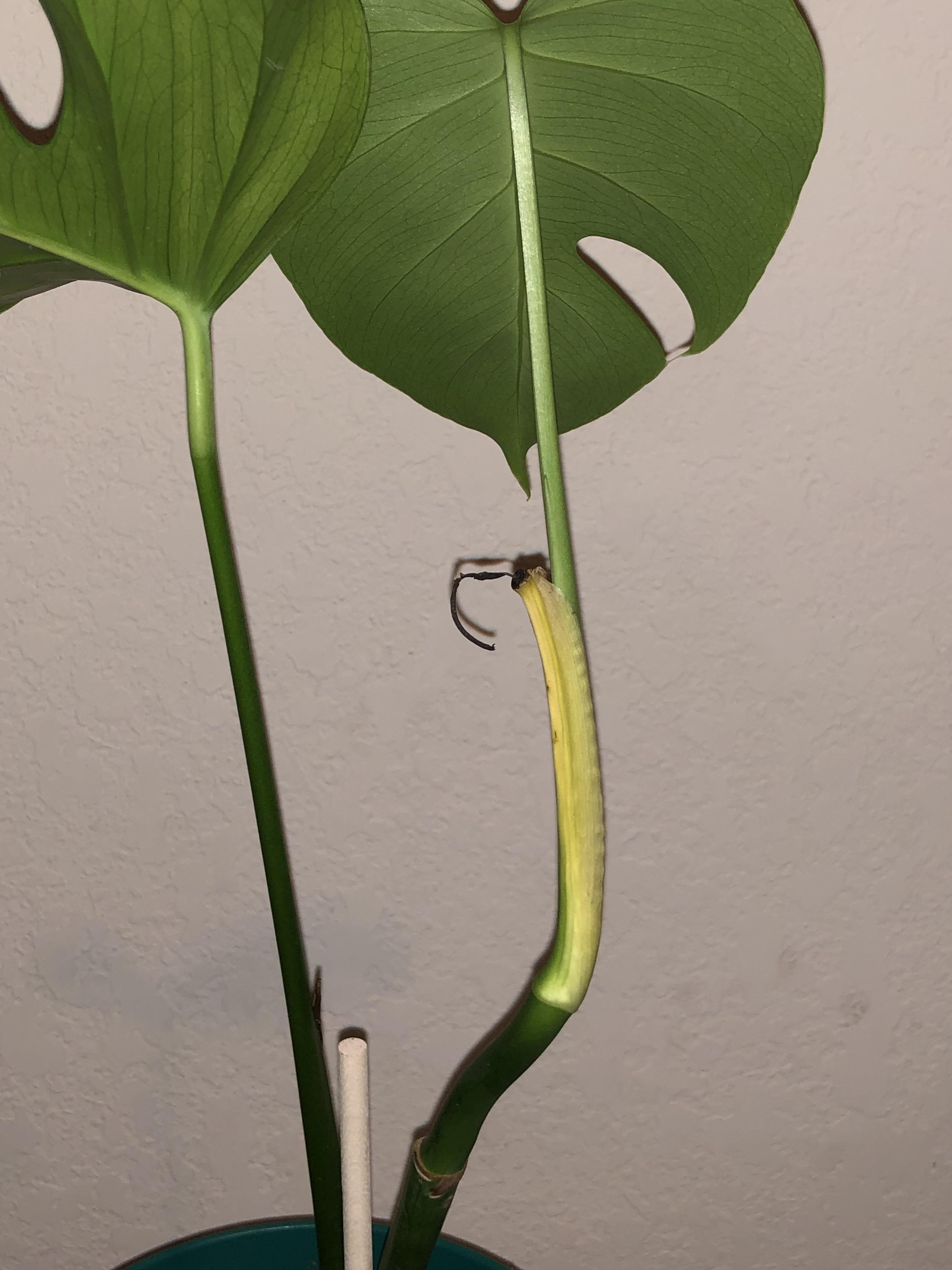 What is the yellow part of the stem? Is this normal for a monstera