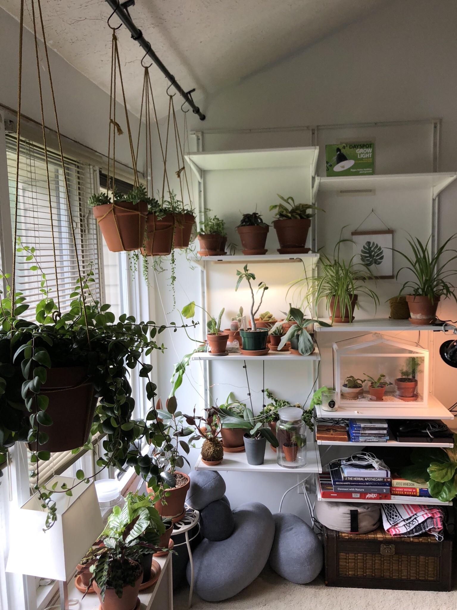 My living room plant setup. r/houseplants
