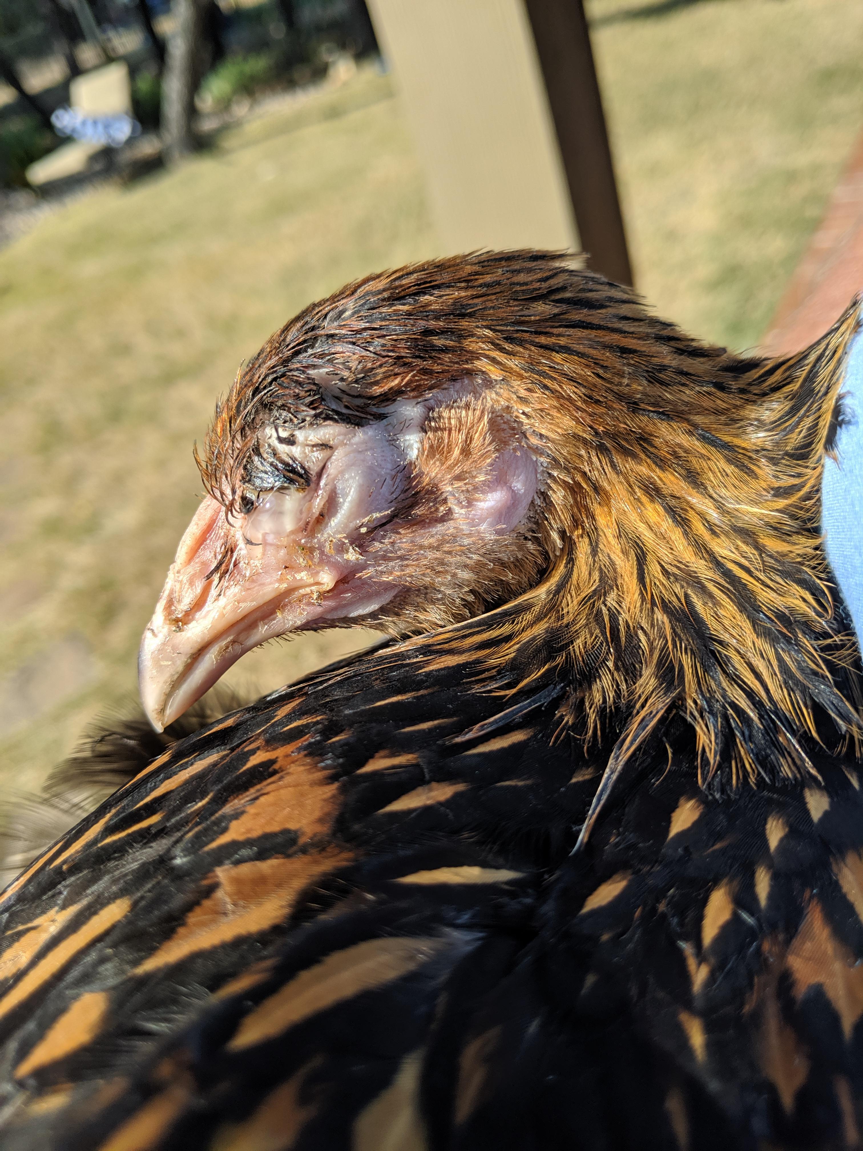 Eye swollen shut on Golden Lace r/chickens